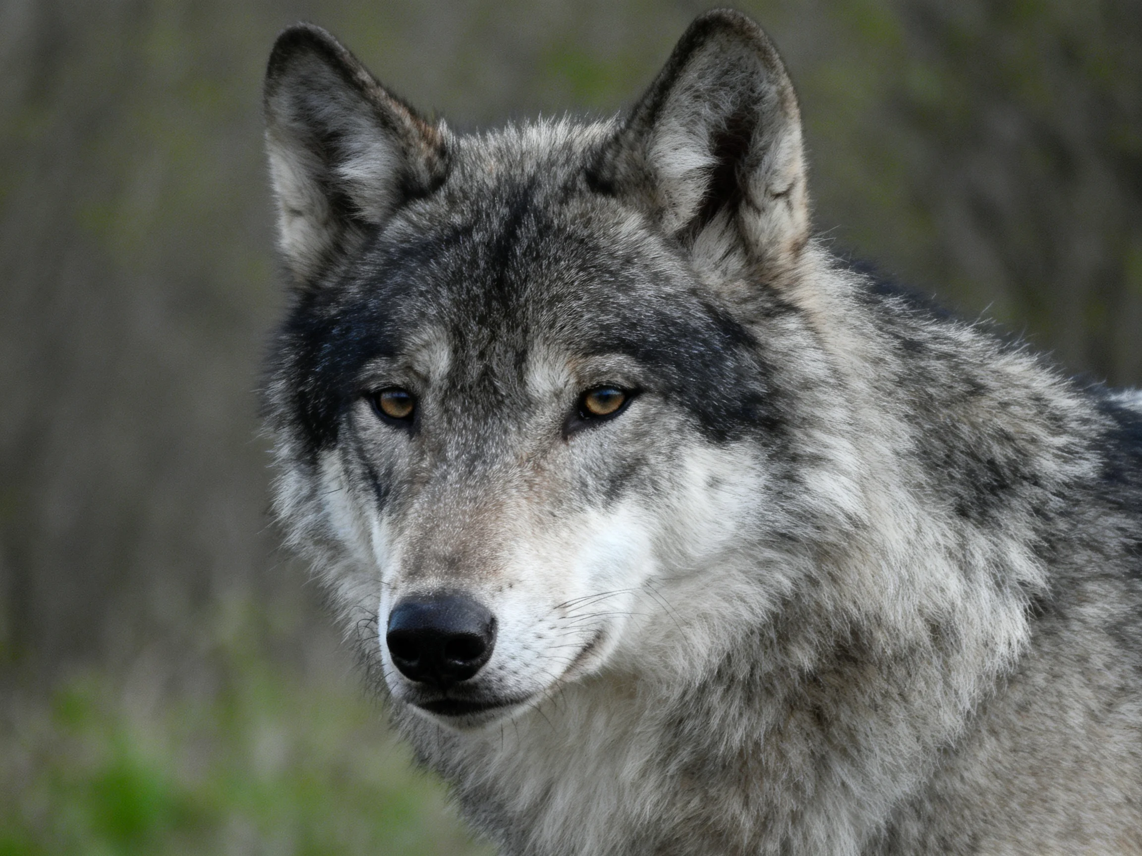 A Gray Wolf with Dark Fur Accents in a Natural Setting