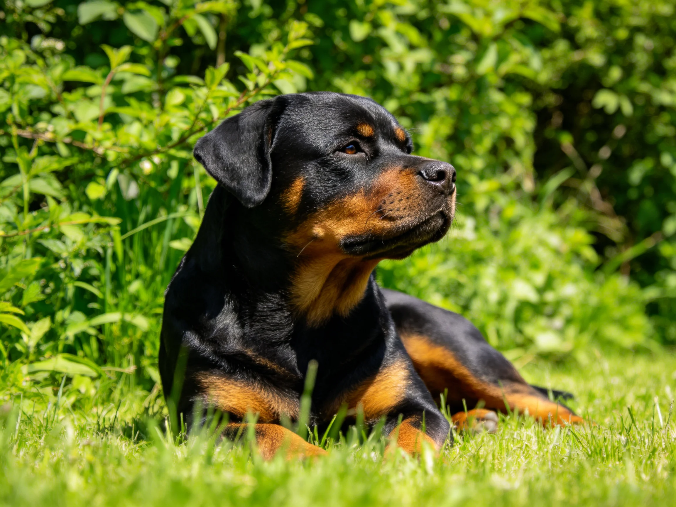 A Rottweiler lies calmly on grass surrounded by greenery.