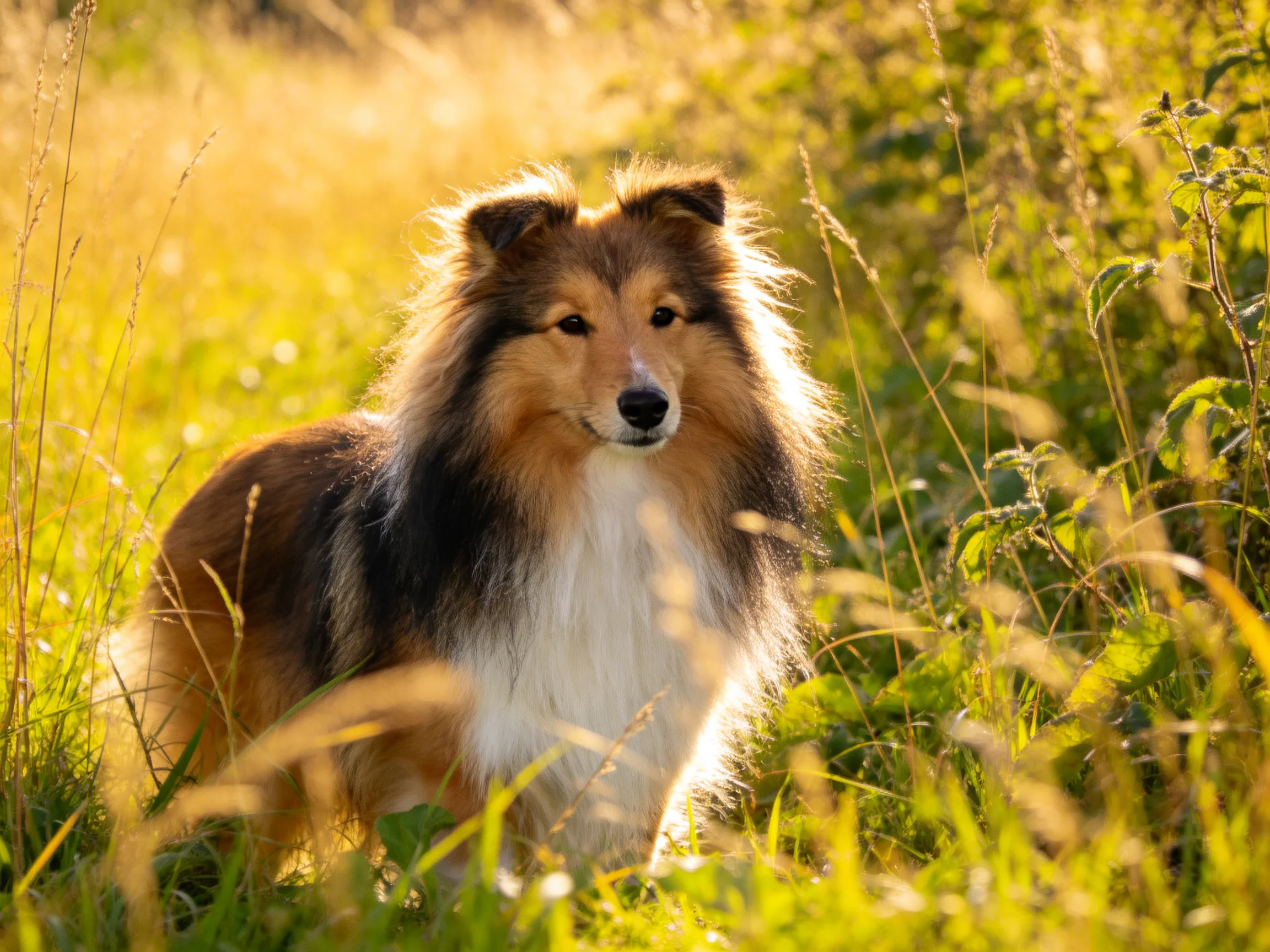 A Shetland Sheepdog stands in tall golden grasses bathed in warm sunlight