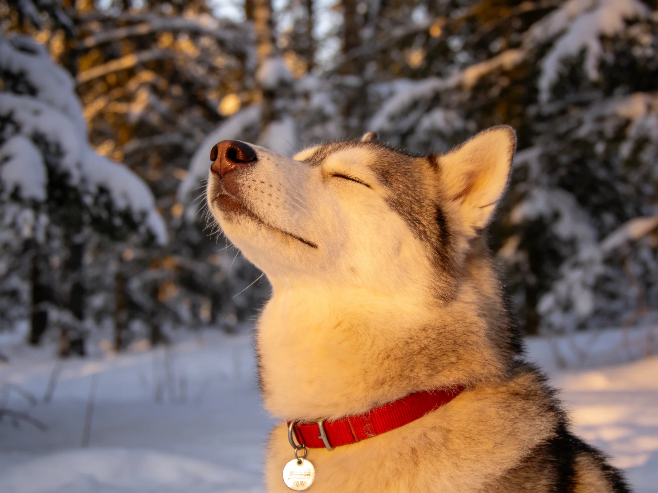 A Siberian Husky with a red collar in a snow-covered forest