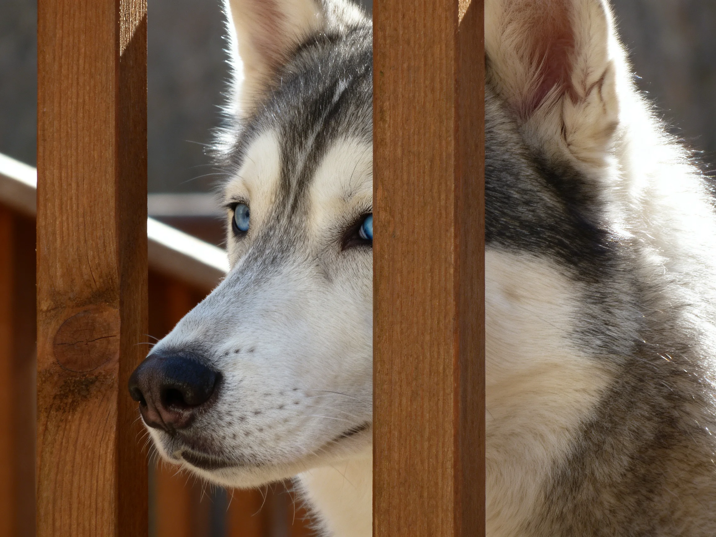 A Siberian Husky with blue eyes peeks through brown wooden fence slats