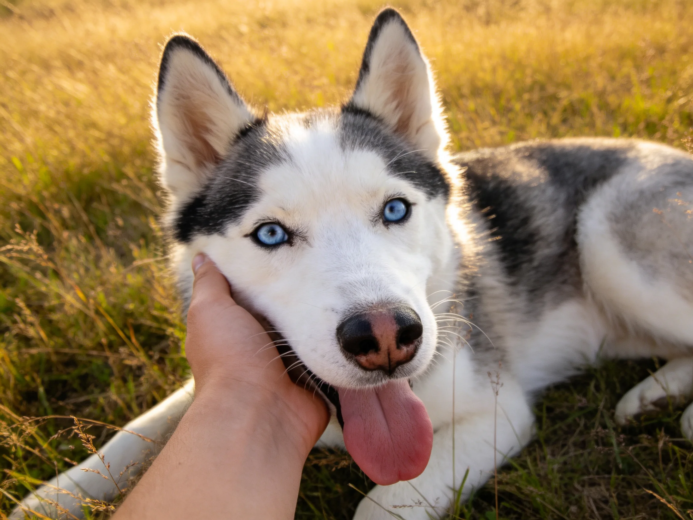 A Siberian Husky with blue eyes rests in golden grass, hand touching its face