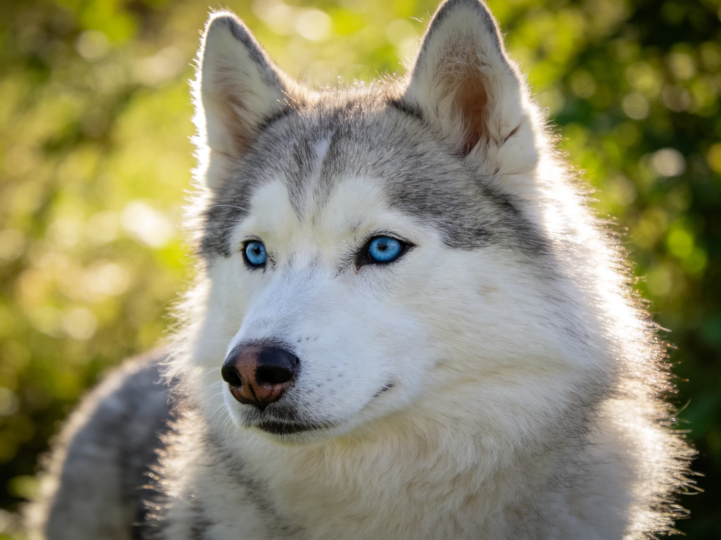 A Siberian Husky with striking blue eyes in a sunlit natural setting