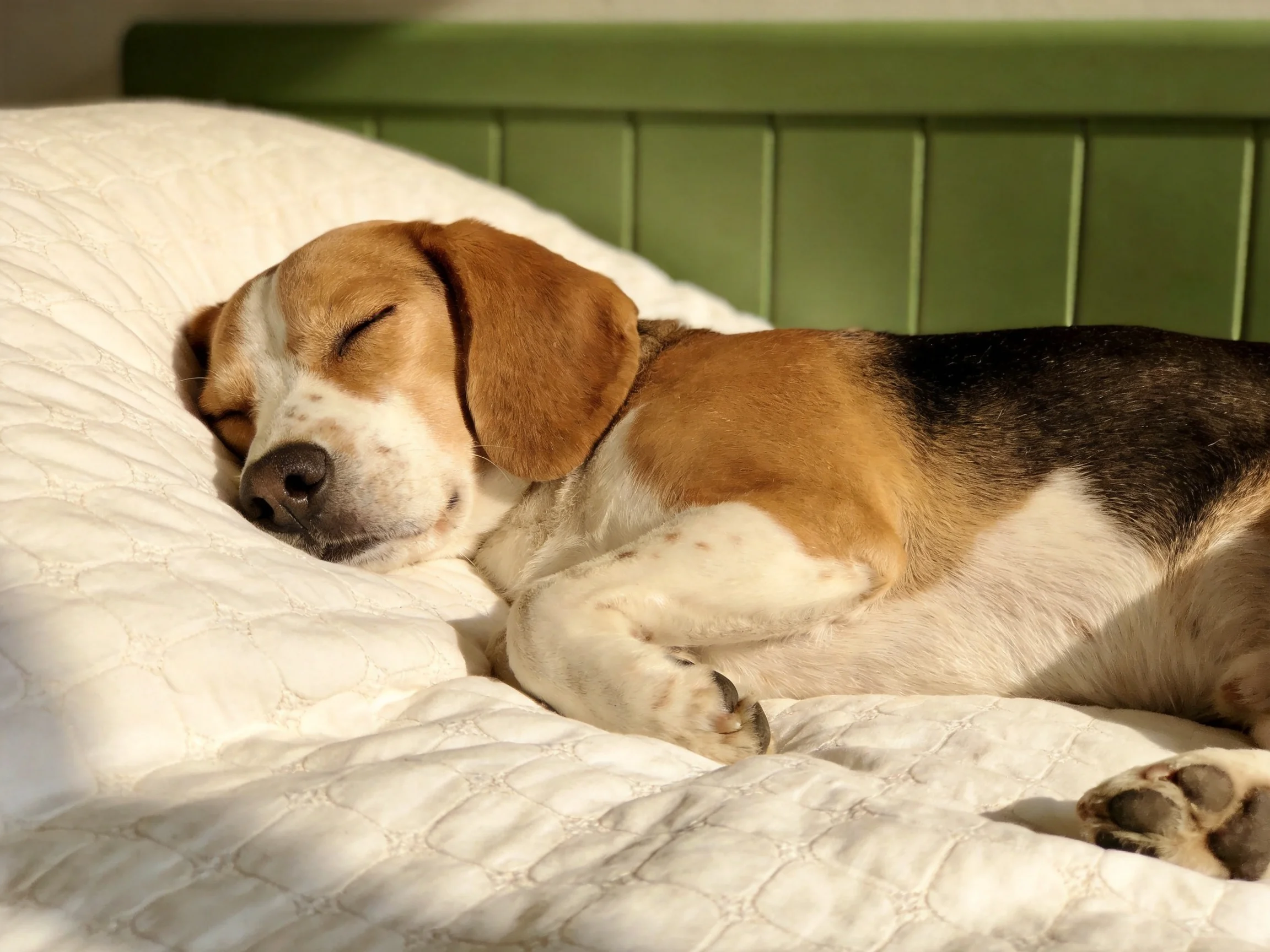 A beagle sleeps on a white quilted bed beside a green headboard