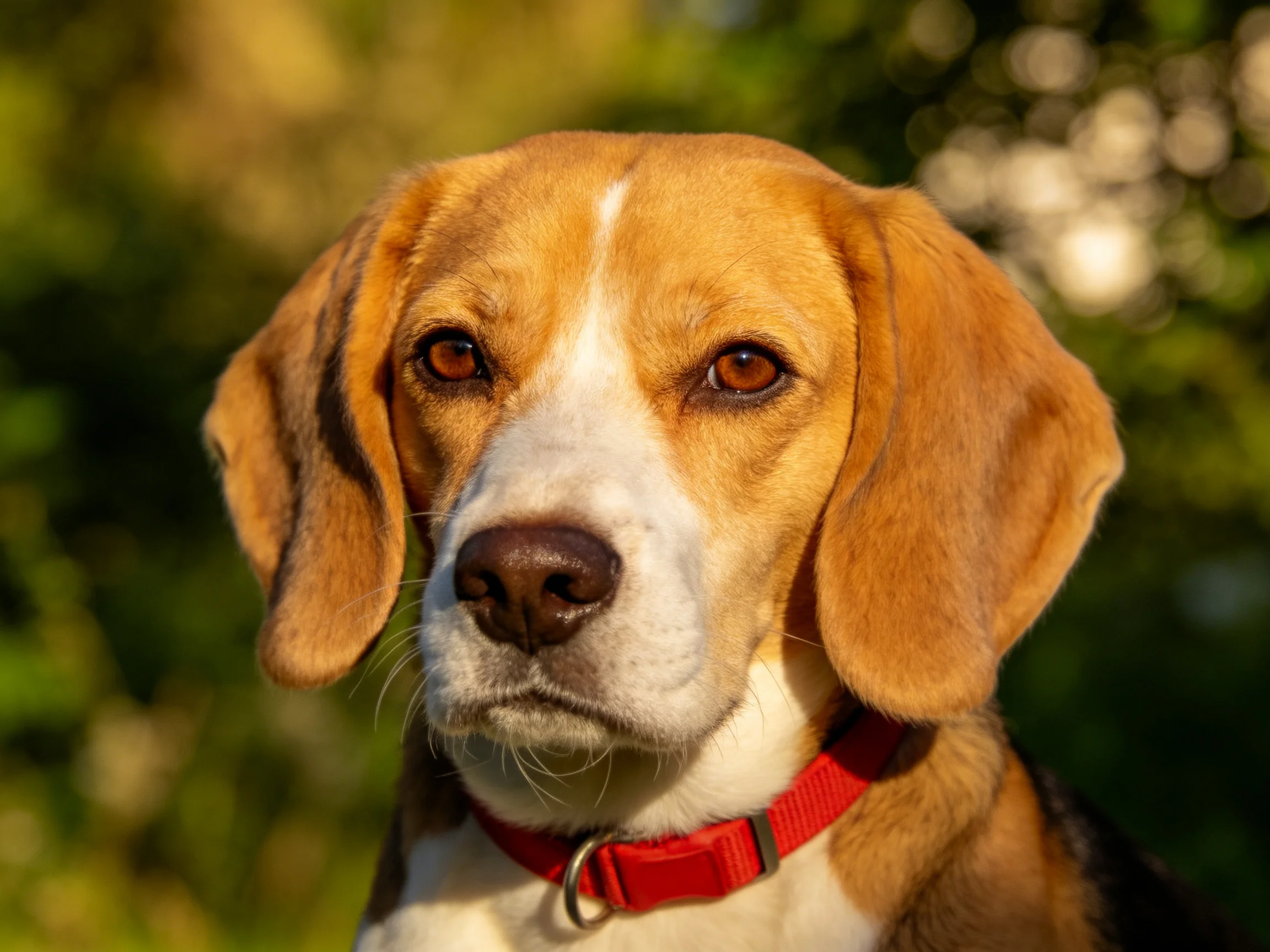 A beagle with tan and white fur wears a bright red collar outdoors
