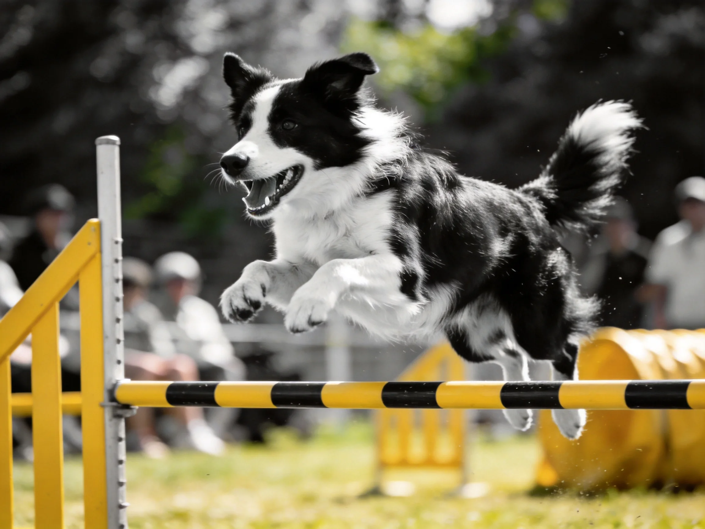 A Border Collie jumps over yellow agility hurdles during an outdoor competition.