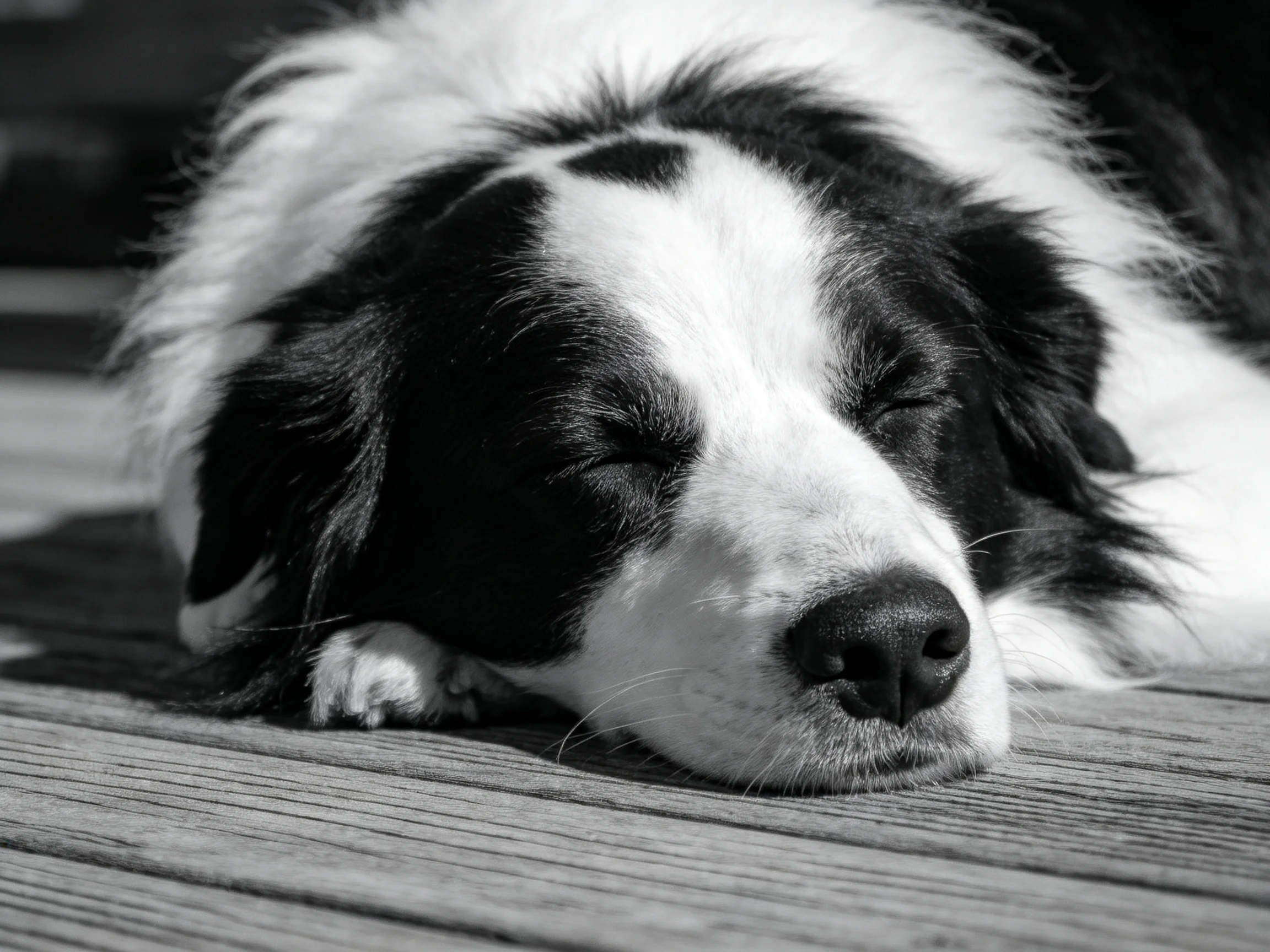 A black - and - white dog peacefully resting on a wooden deck