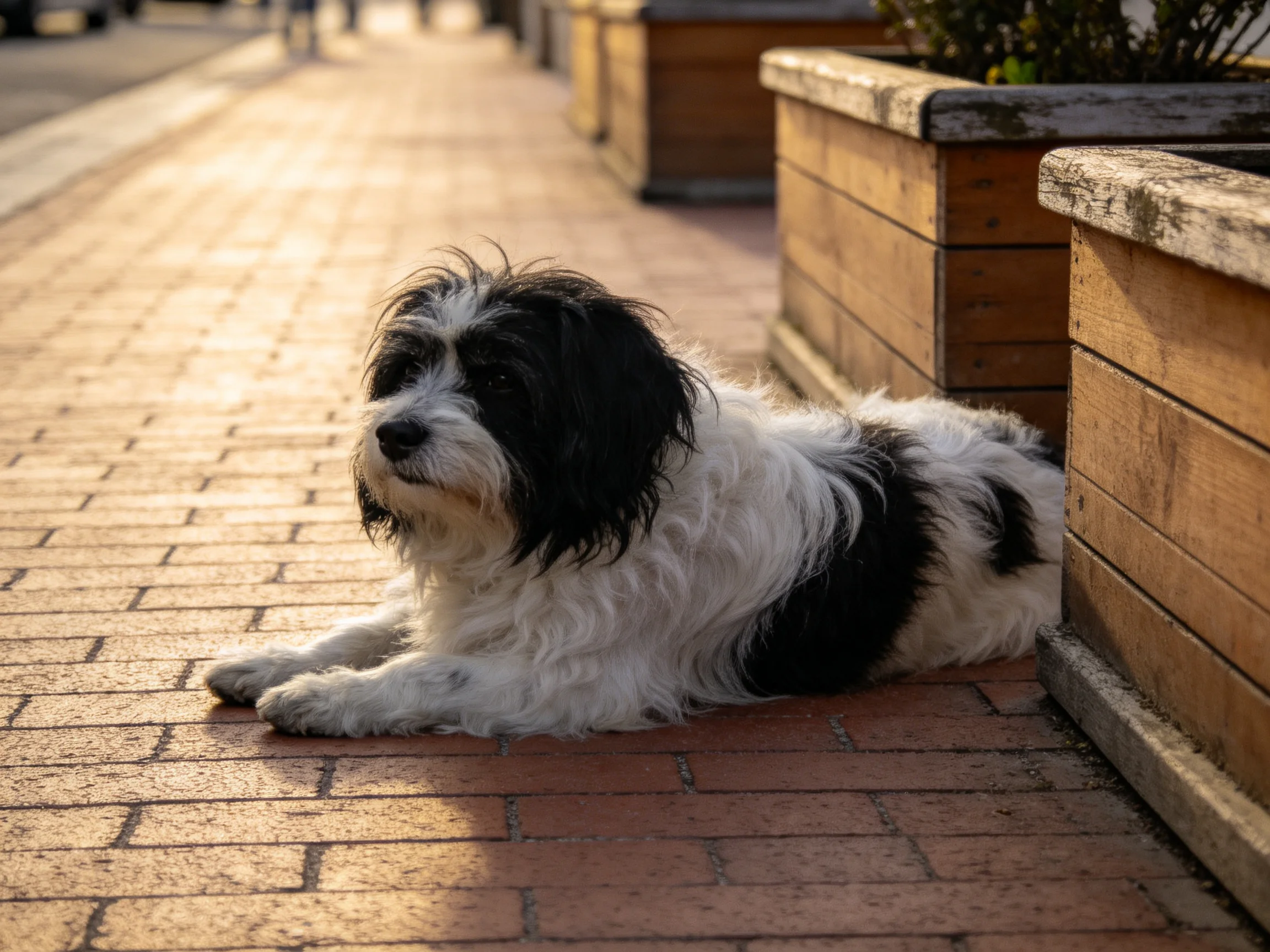A black - and - white dog lies calmly on a brick pathway beside wooden planters.