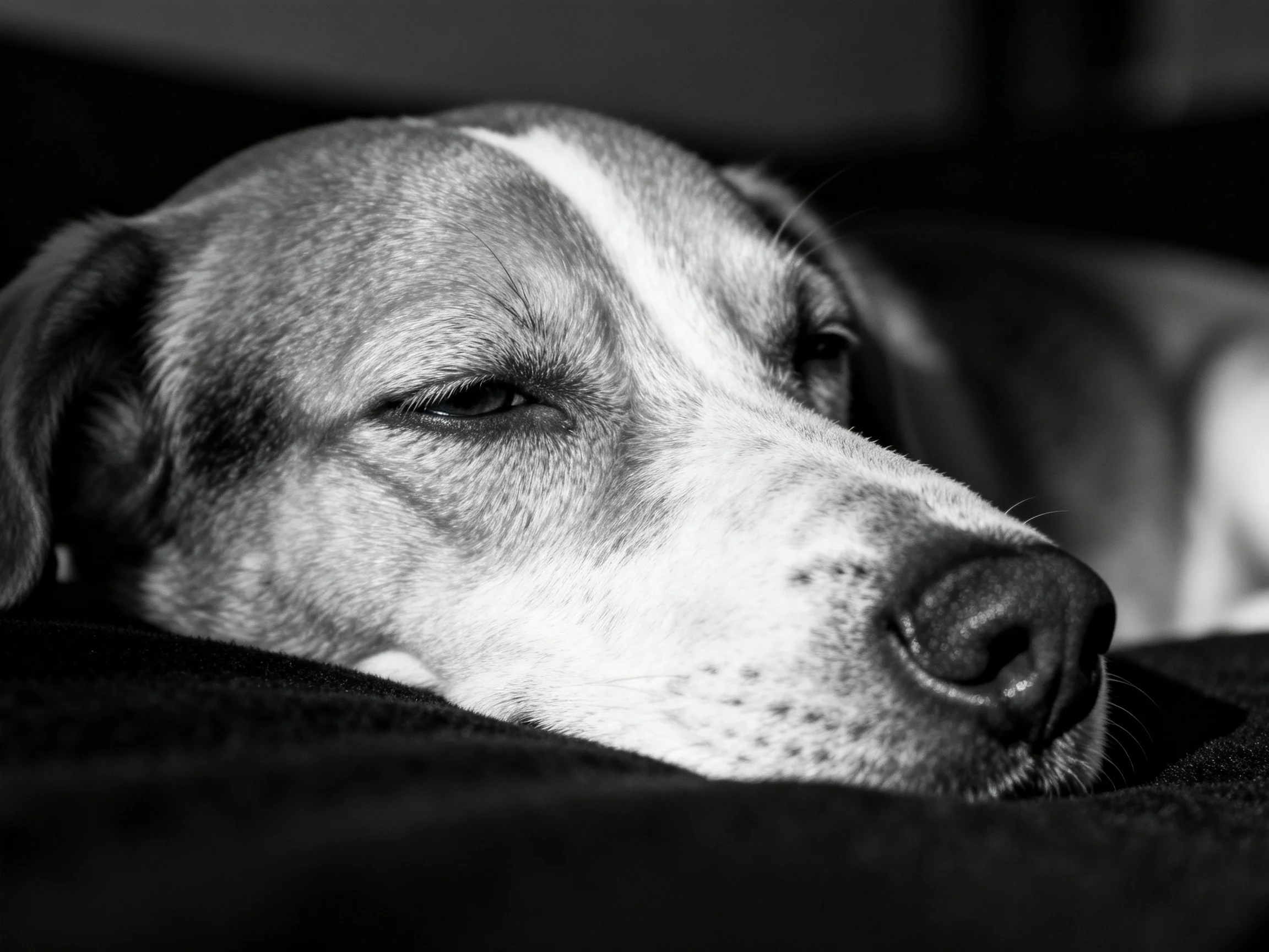 A black - and - white portrait of a resting dog with distinct facial patterns
