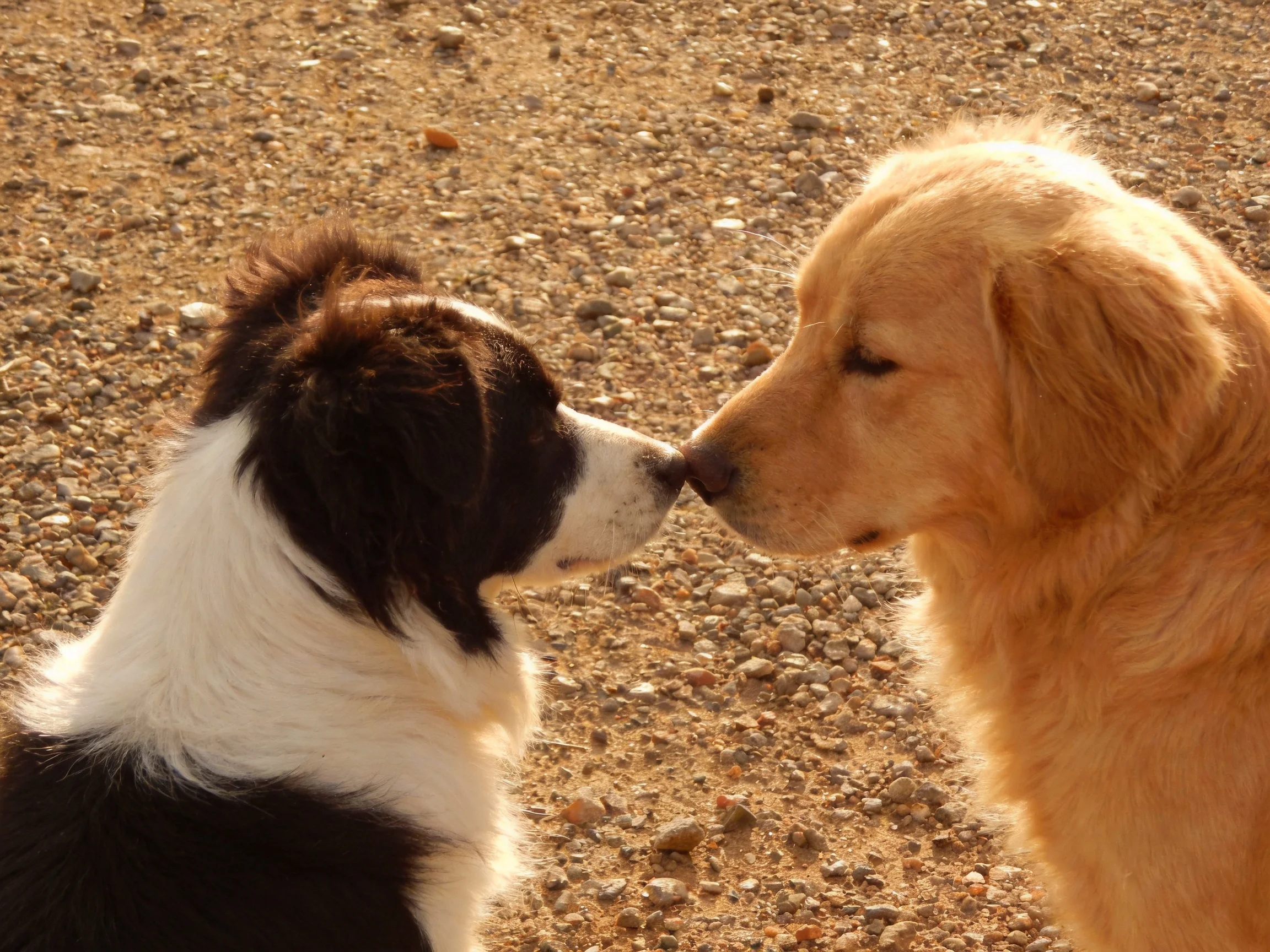 A black - white dog and golden retriever puppy nuzzle on a gravelly surface