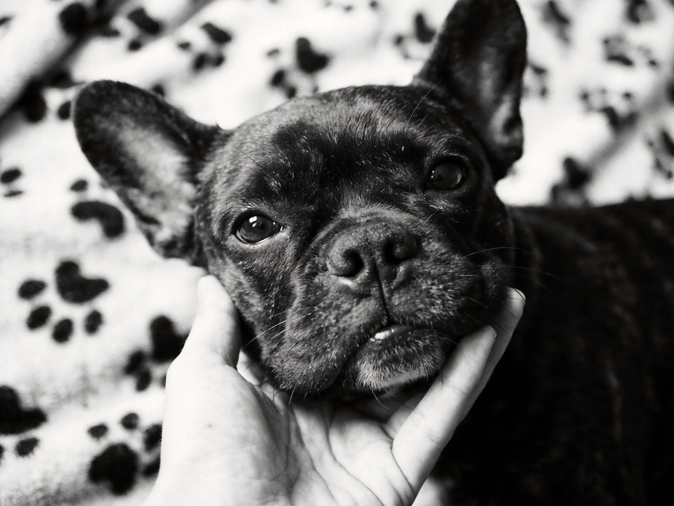 A black French bulldog being held by a hand near a paw-print blanket