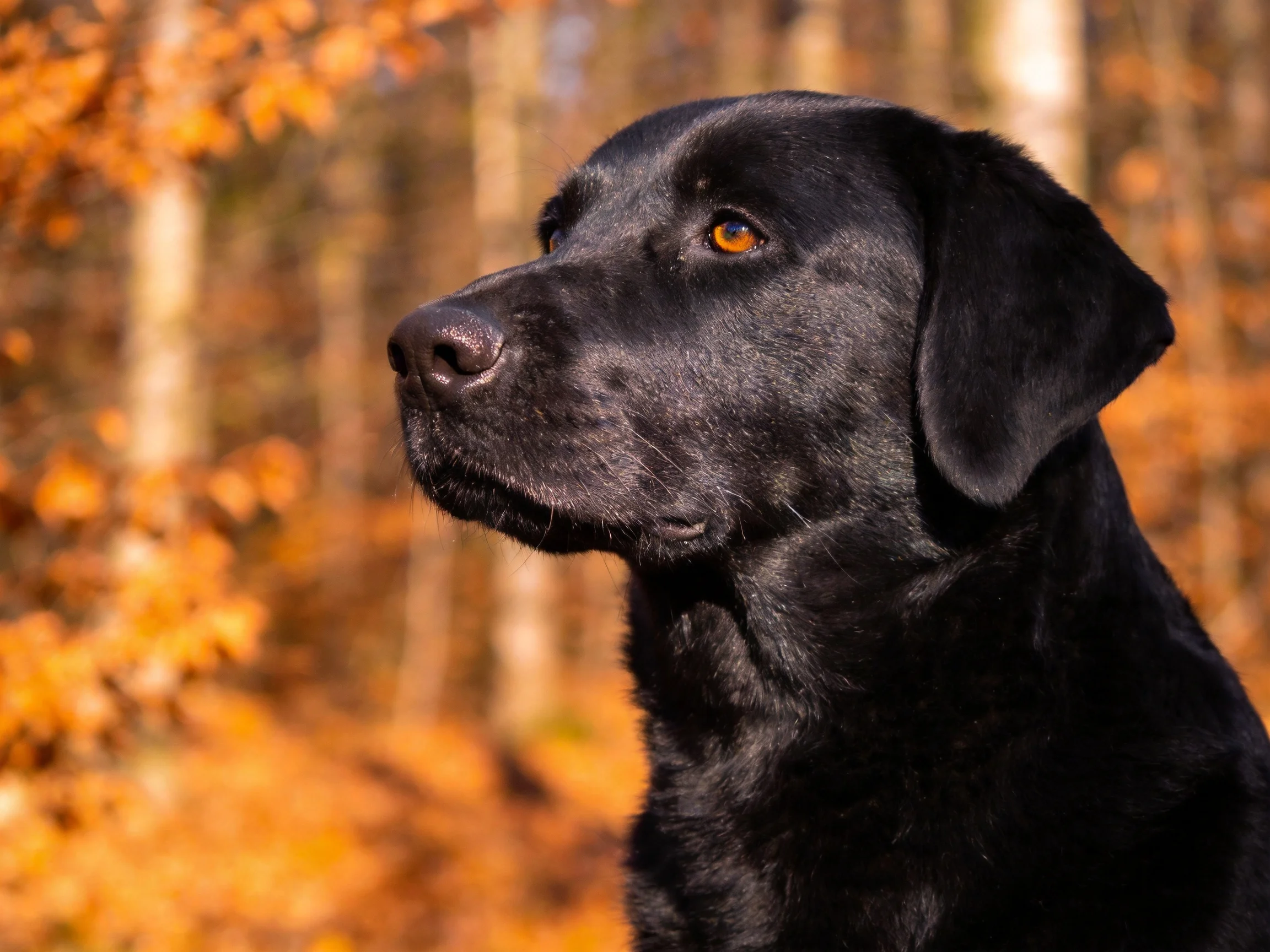 A black Labrador looks toward autumn trees with orange foliage.