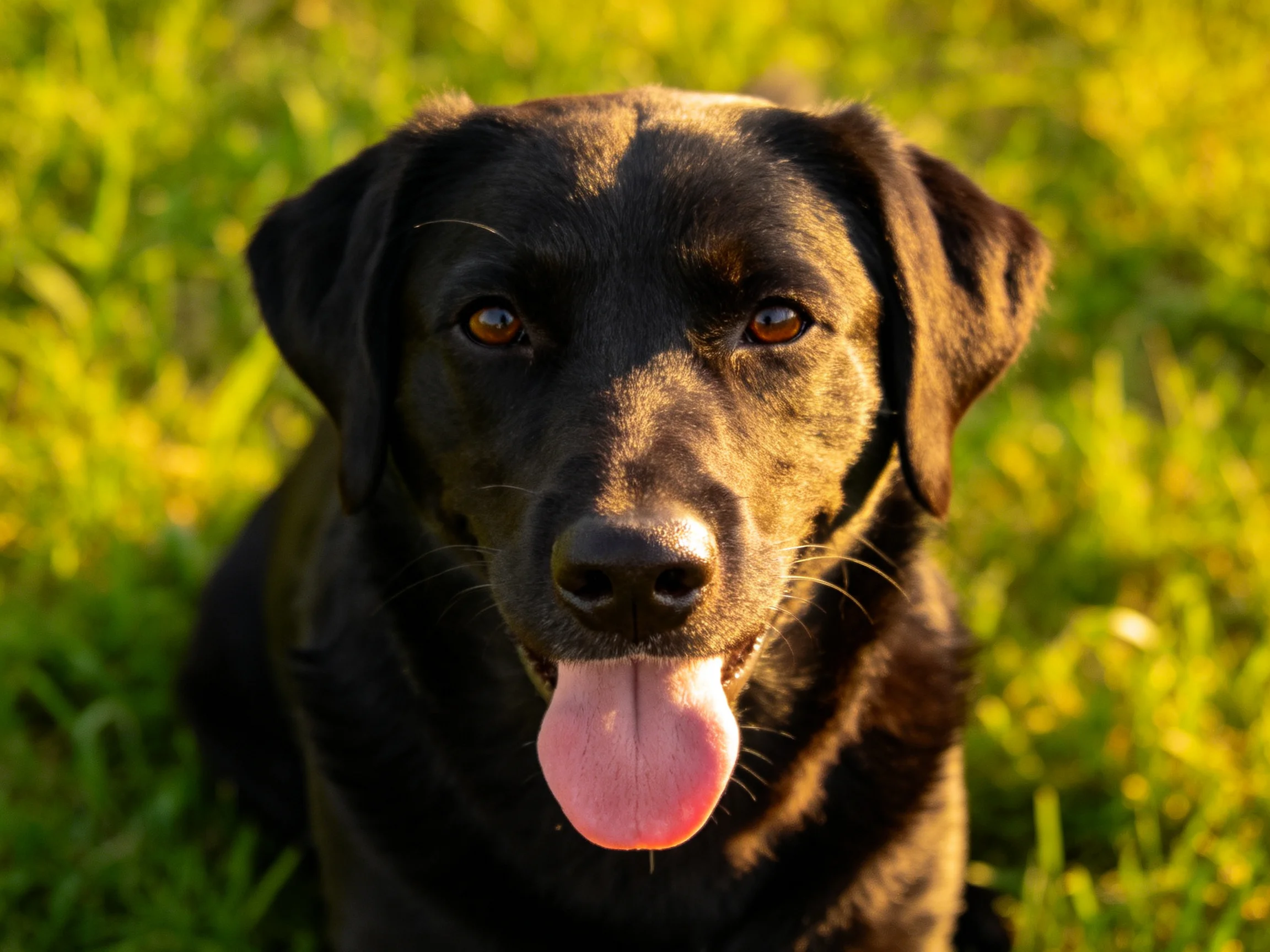 A black Labrador retriever resting contentedly in sunlit green grass