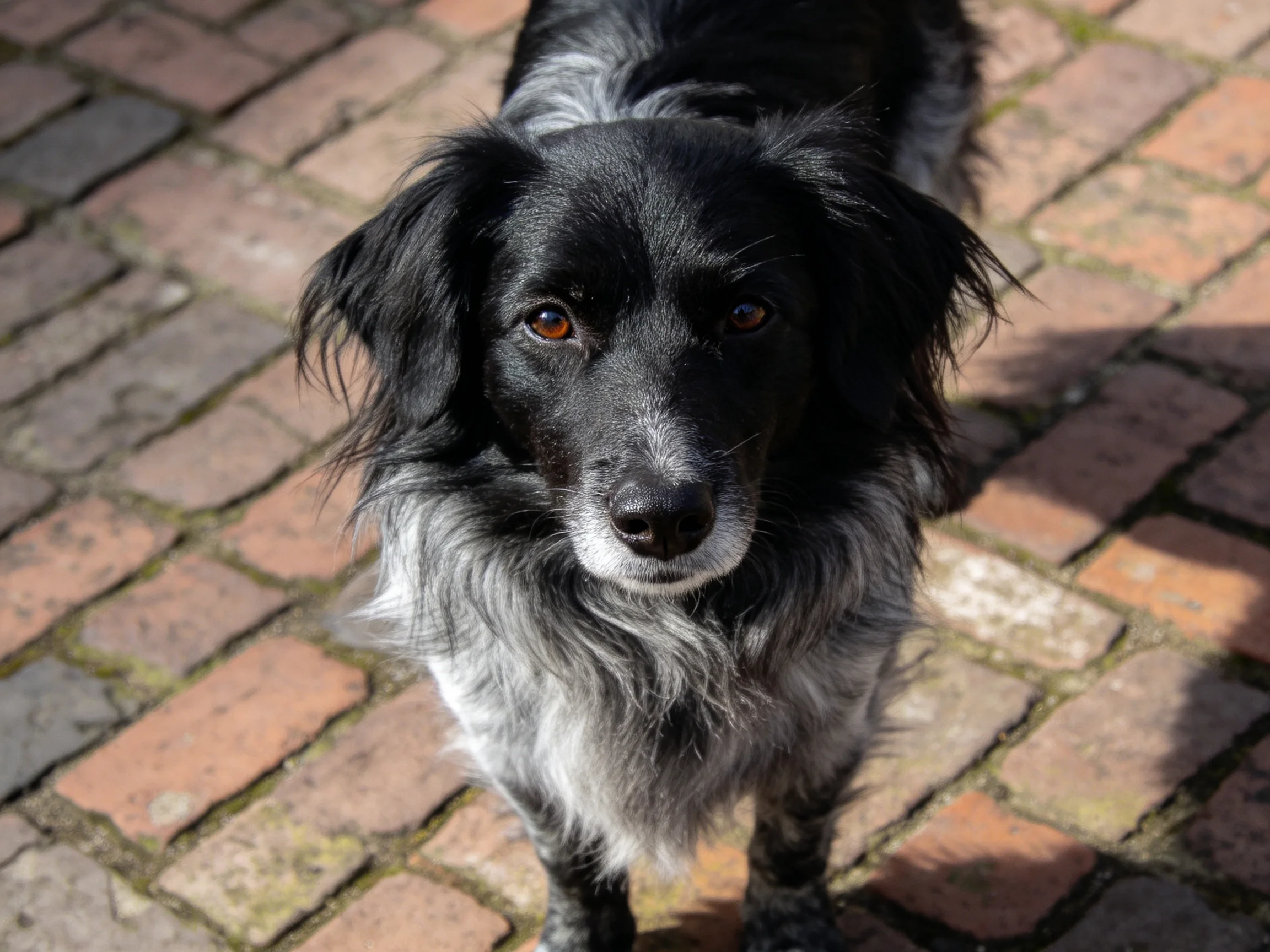 A black and gray dog looks up on a sunlit brick path.