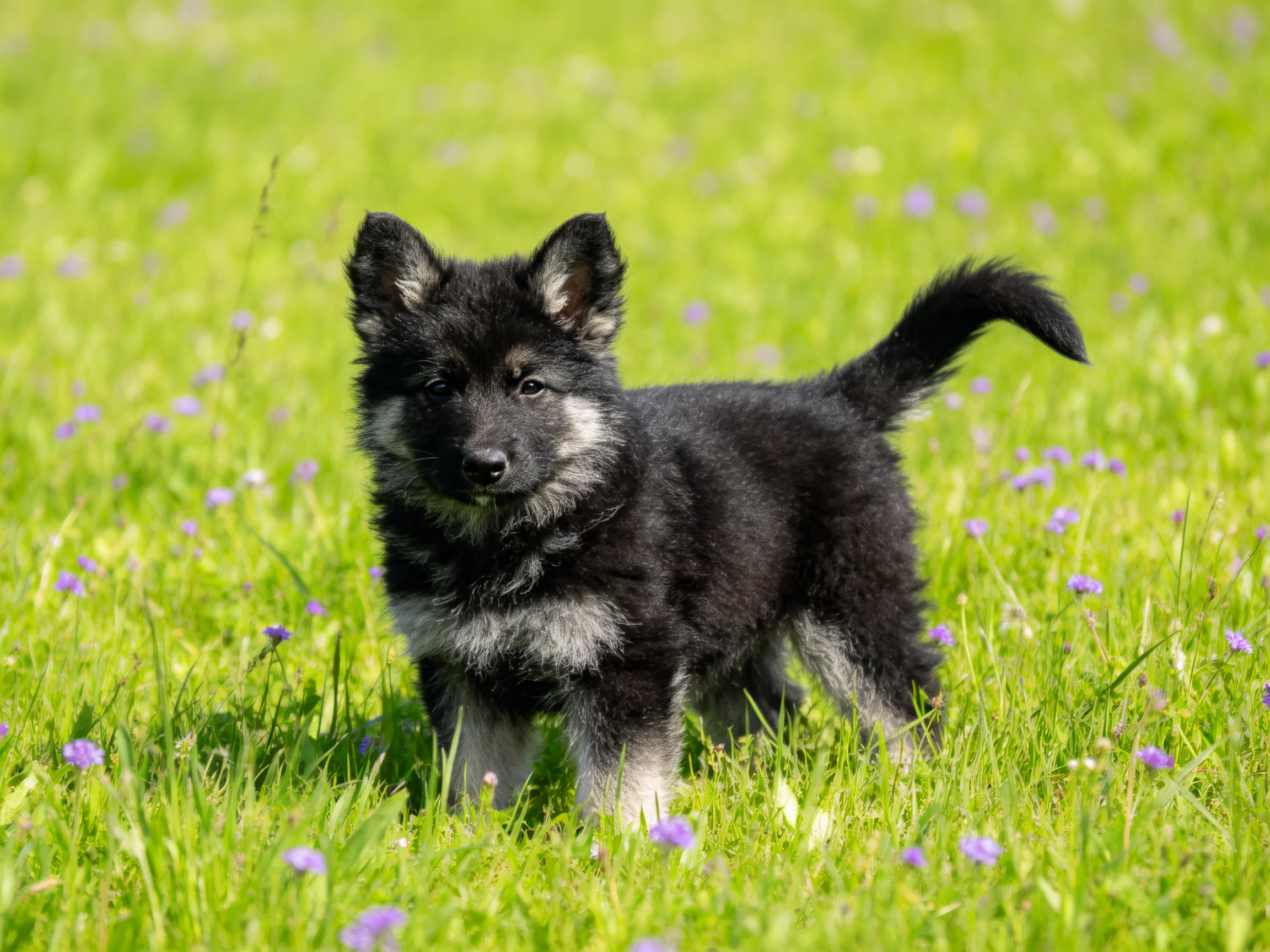 A black and gray puppy explores a vibrant meadow with purple wildflowers