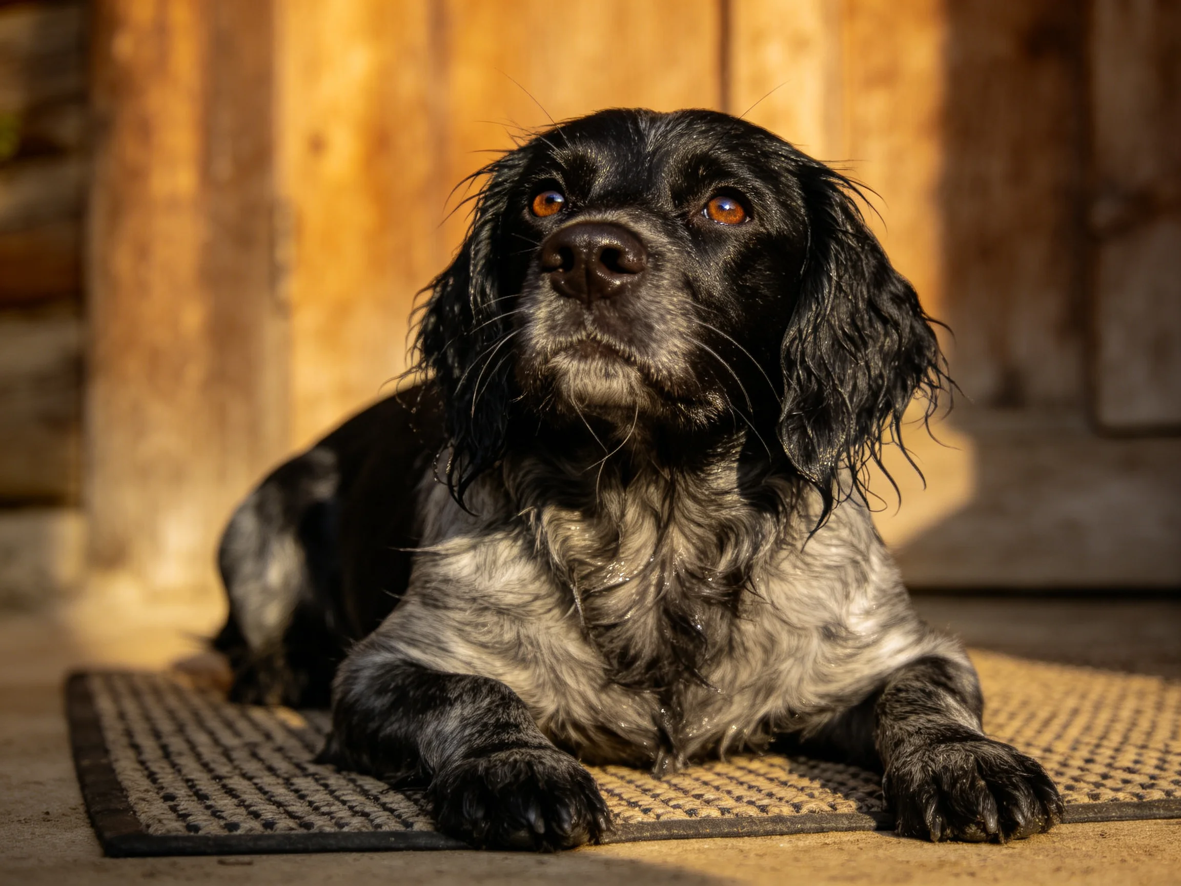 A black and gray spaniel rests on a mat near wooden walls