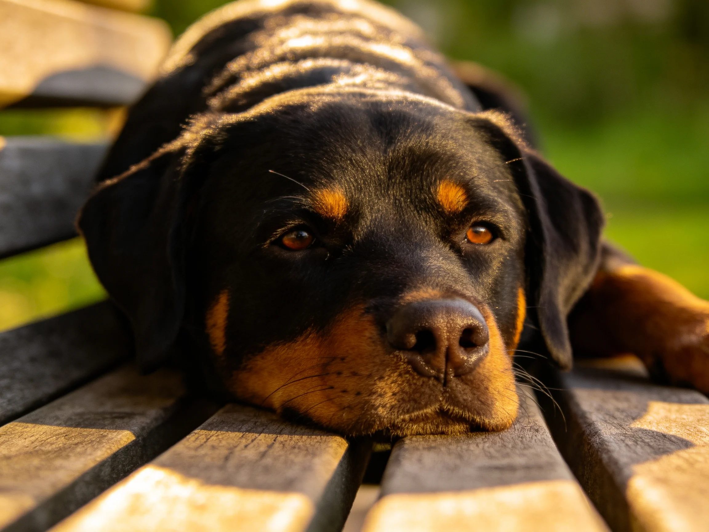 A black and tan Rottweiler relaxes on a weathered wooden bench in soft sunlight