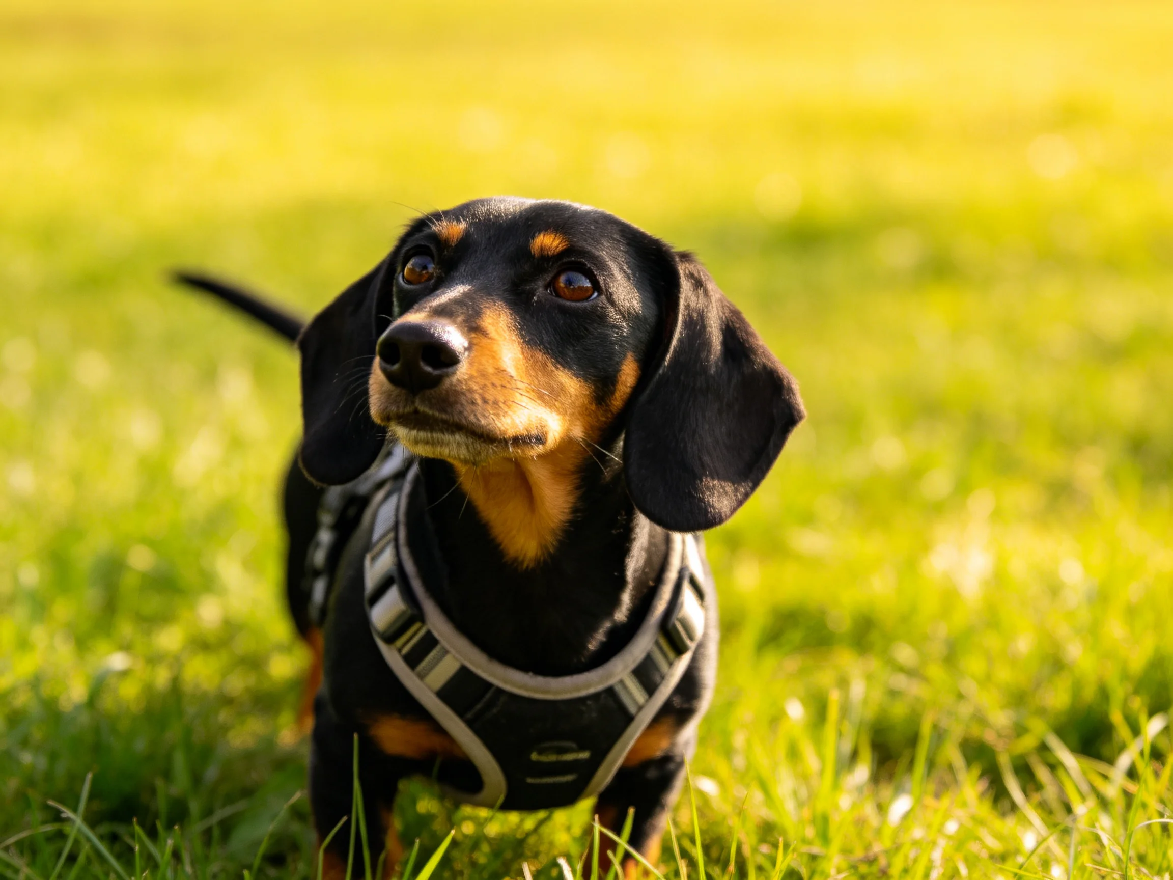 A black and tan dachshund standing in lush green grass
