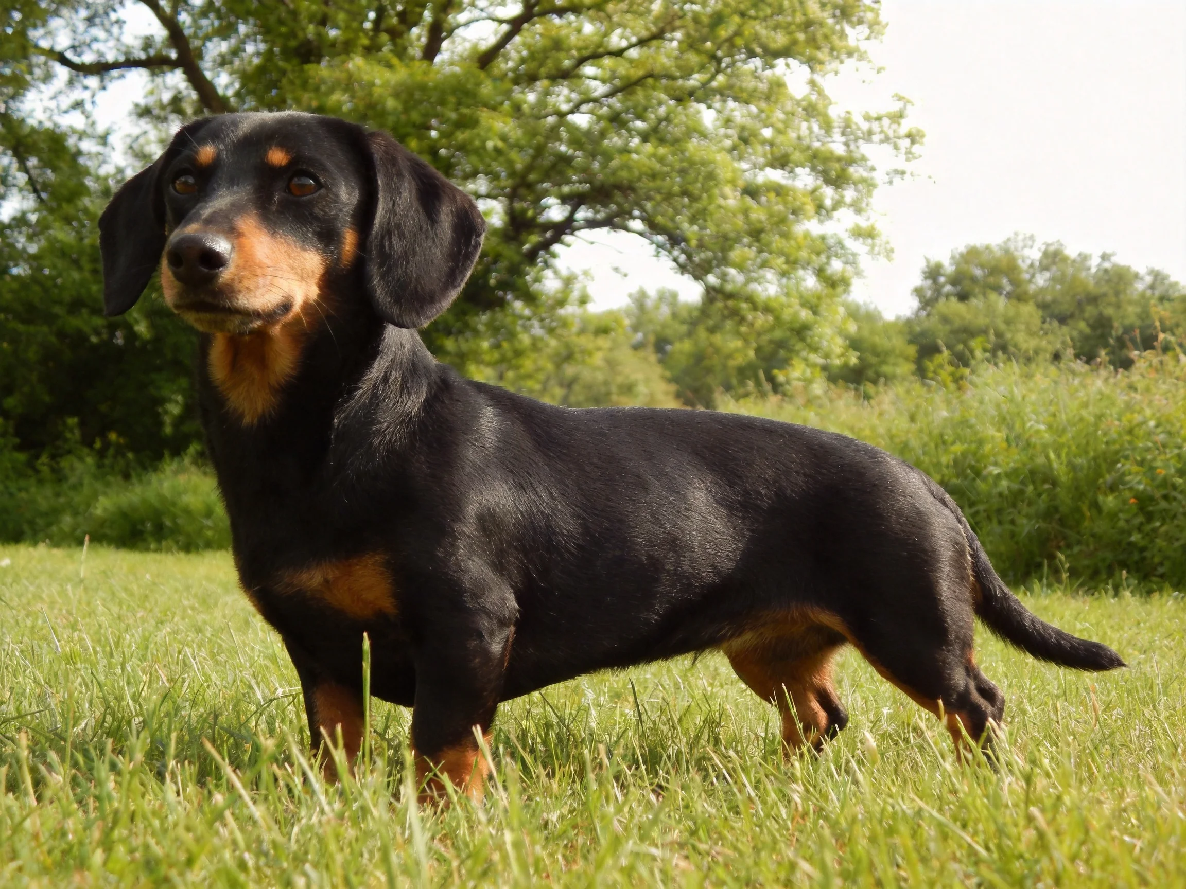 A black and tan dachshund stands alert in a sunlit meadow