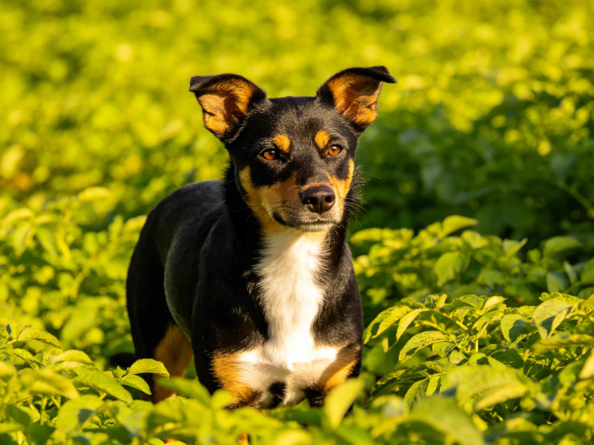 A small dog stands among dense greenery in bright sunlight.