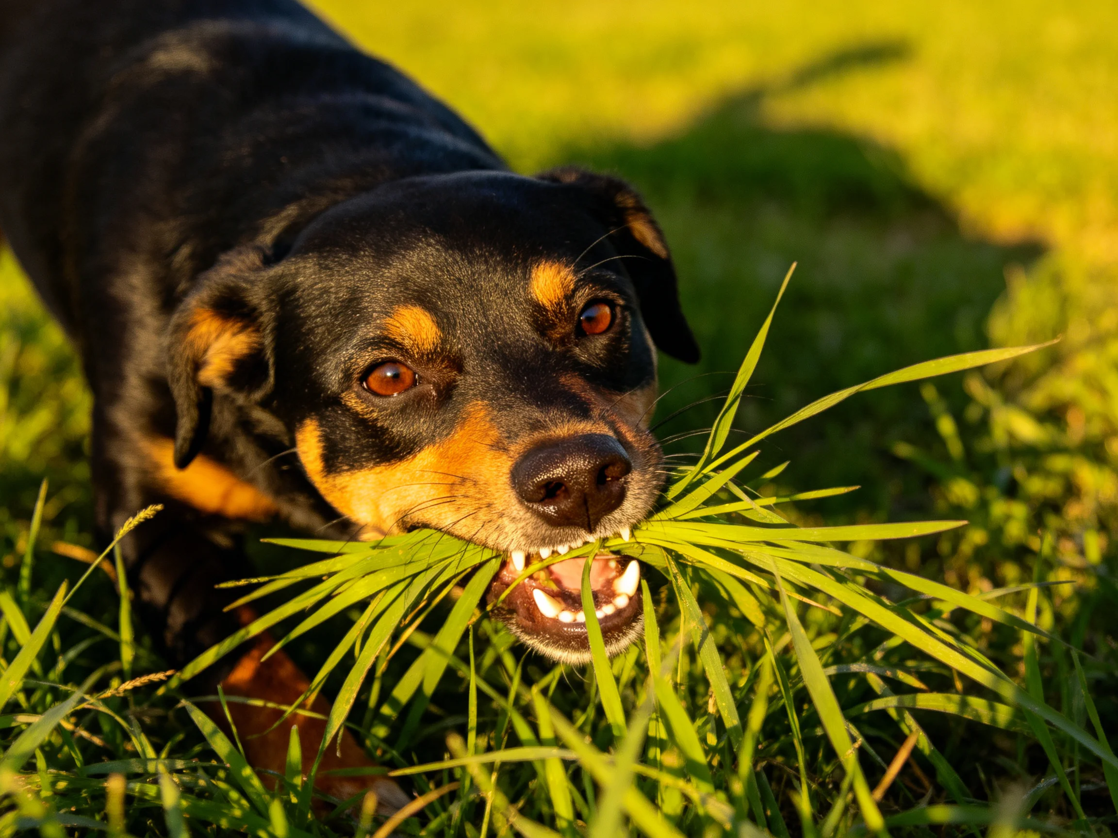 A black and tan dog carrying fresh green grass in an outdoor setting