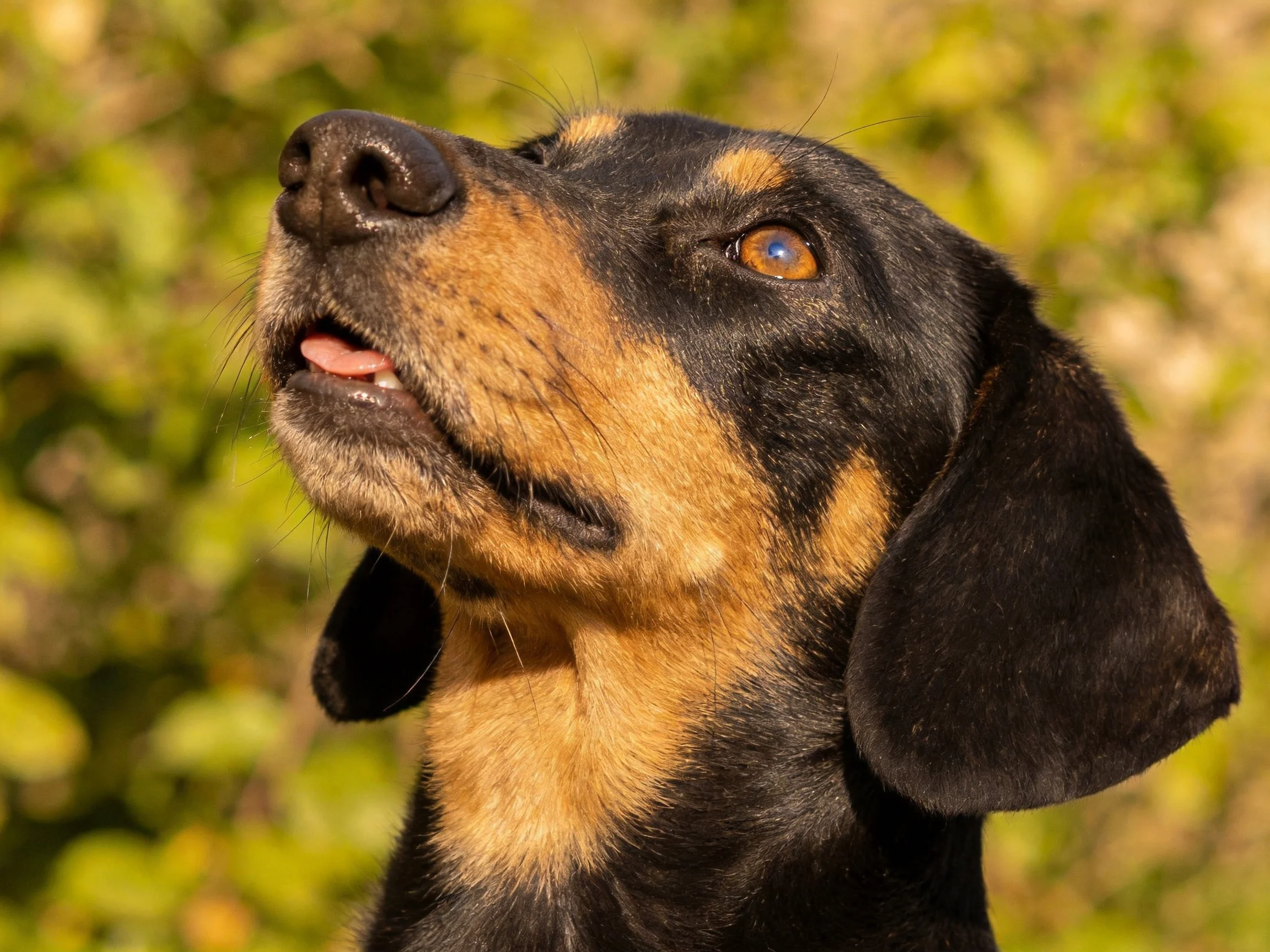 A black and tan dog gazes upward amid green foliage