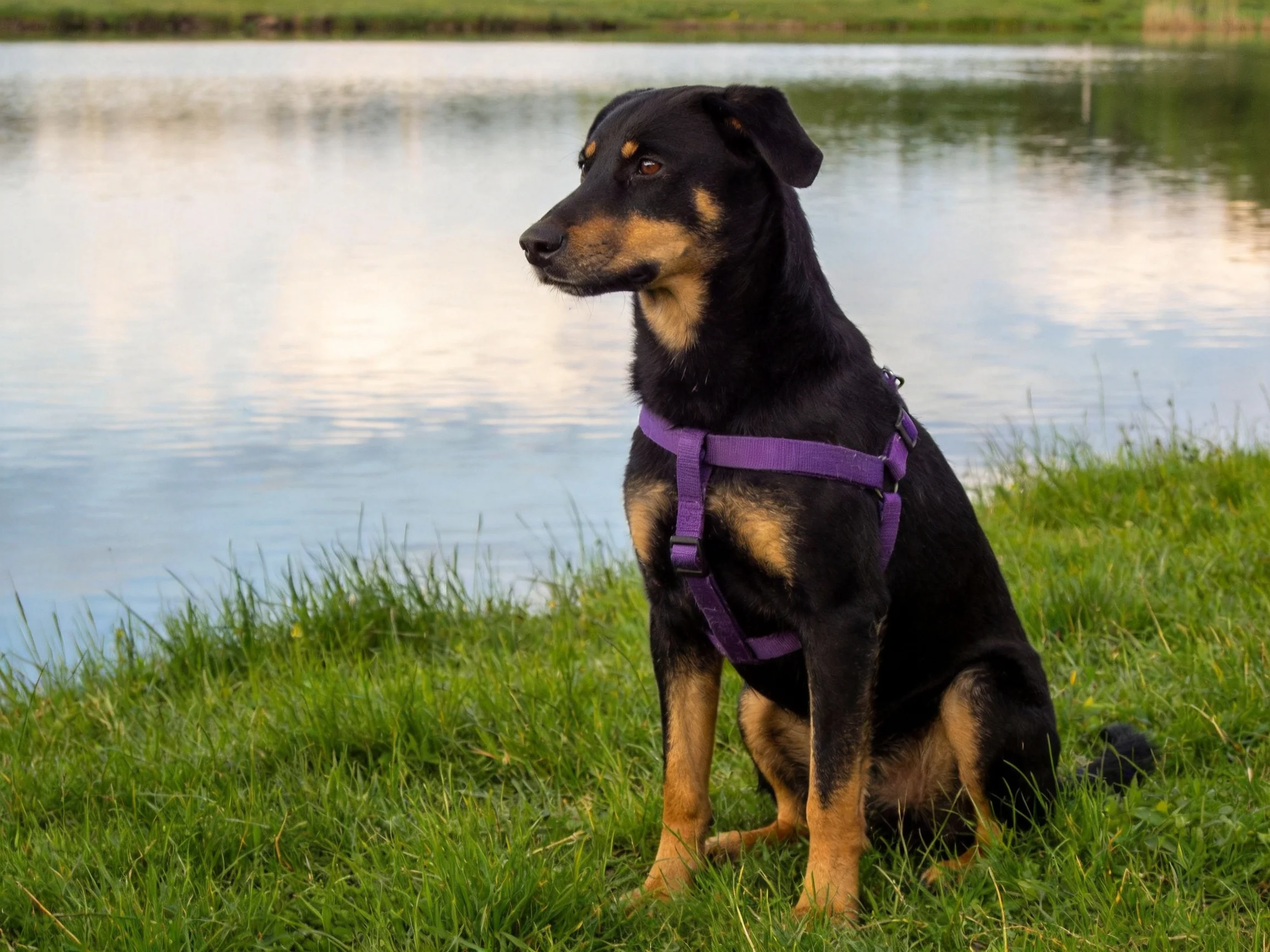 A black and tan dog in a purple harness sits by calm waters