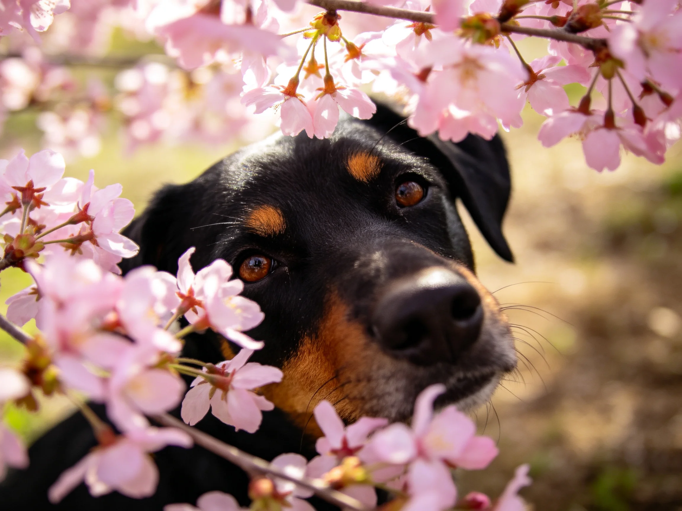 A black and tan dog nestled among soft pink cherry blossom blooms