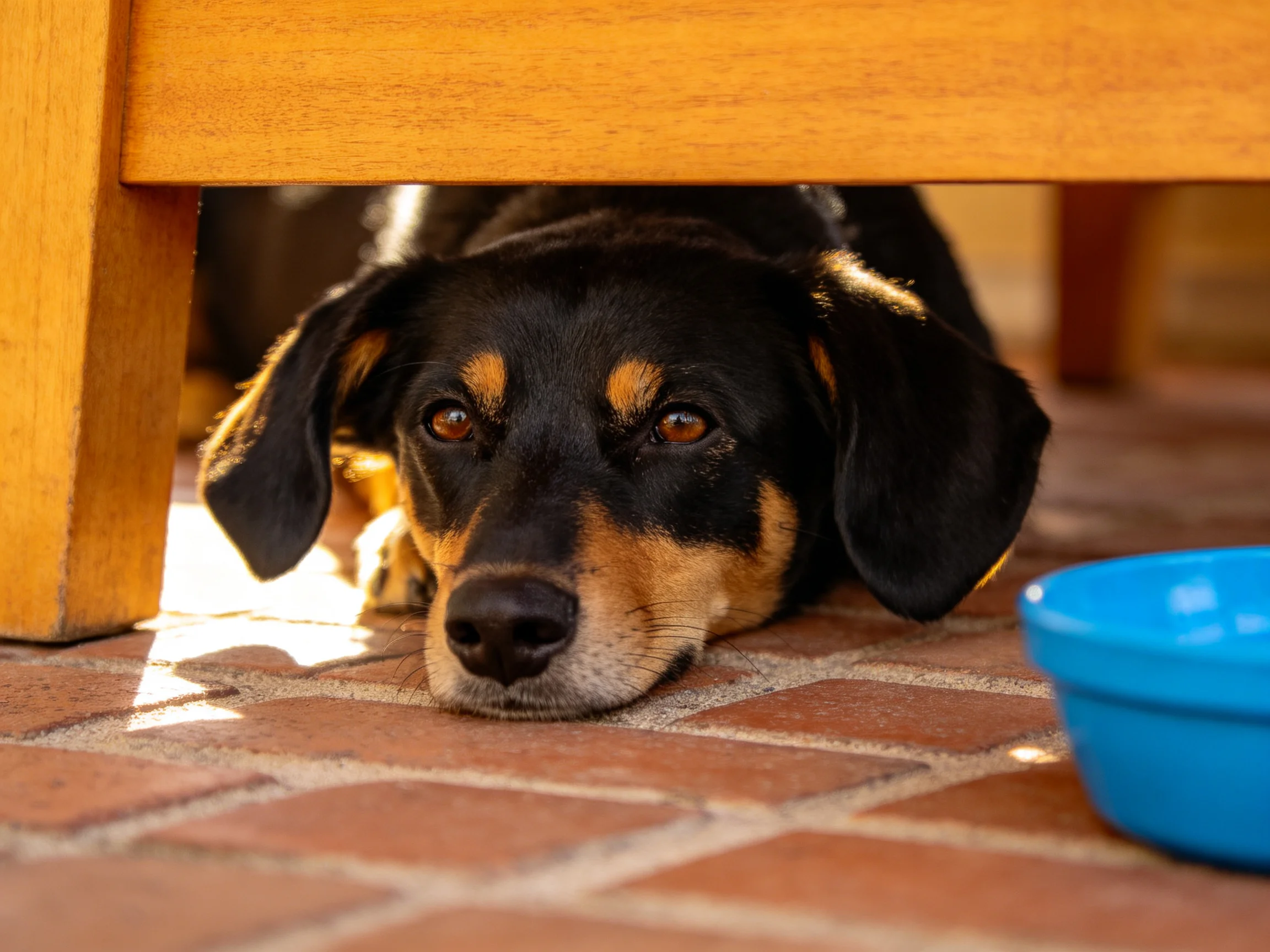 A black and tan dog rests under a wooden bench near a blue bowl