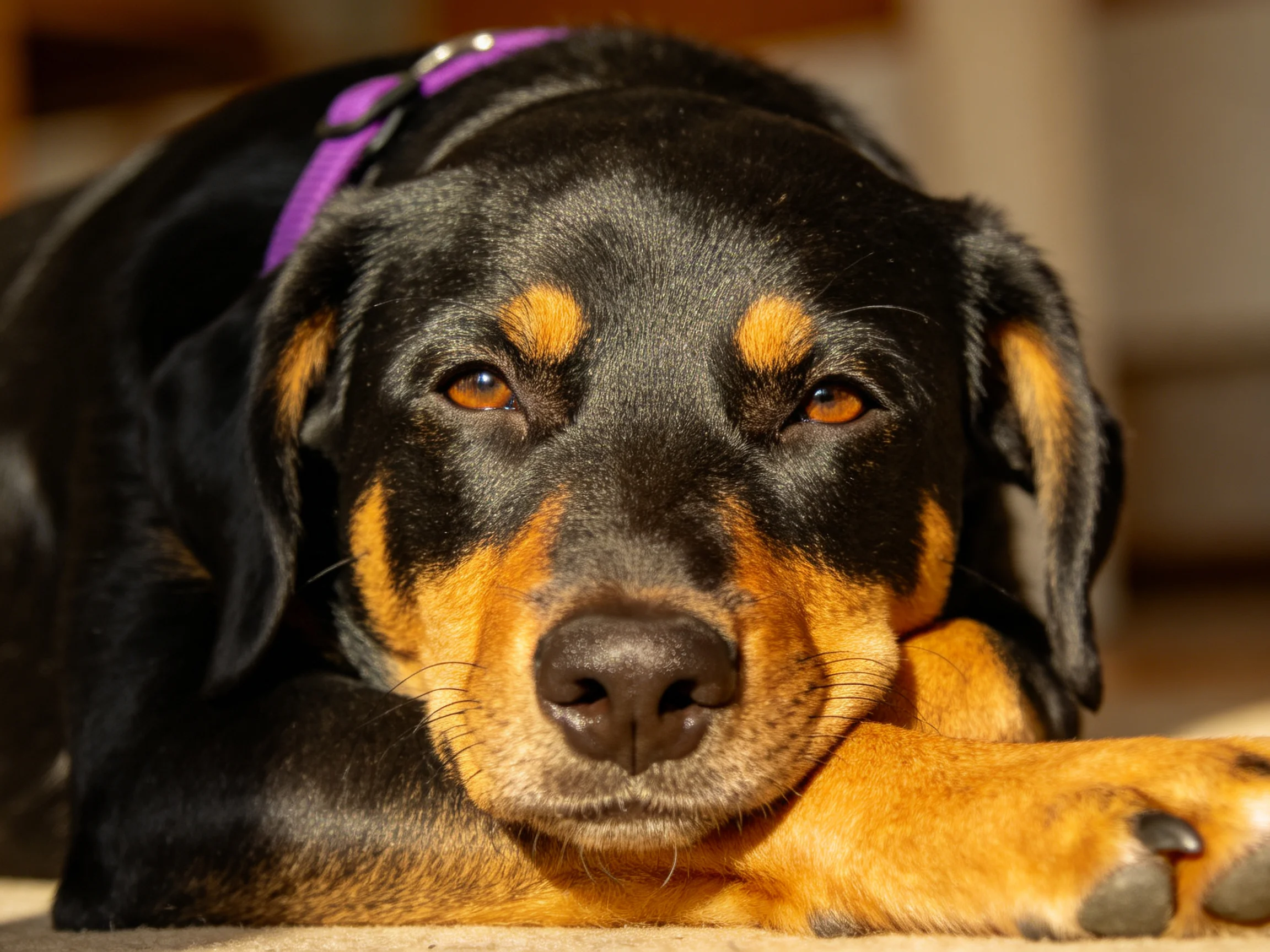 A black and tan dog lies down wearing a purple collar.