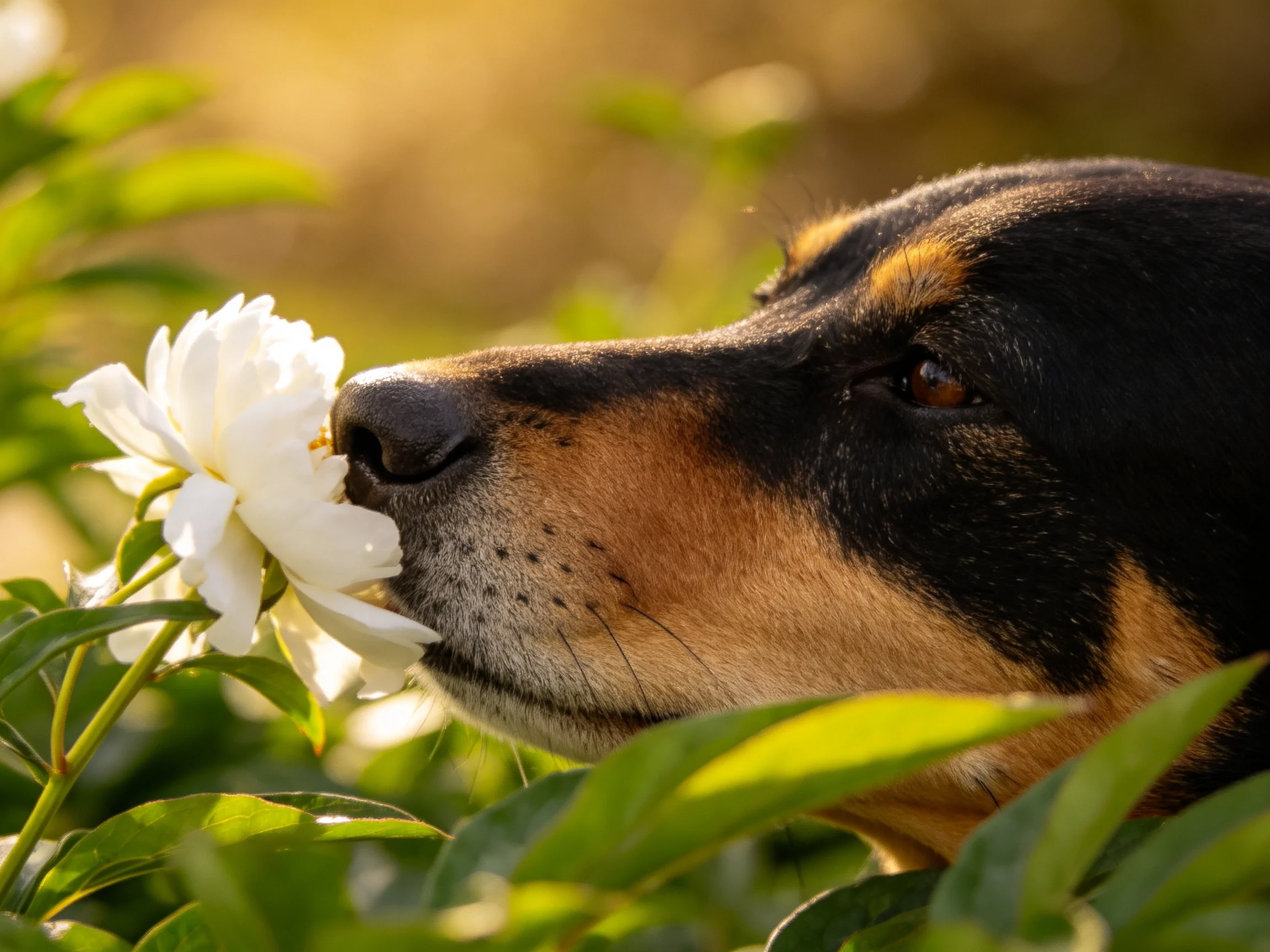 A black and tan dog sniffs a large white flower amid lush green foliage