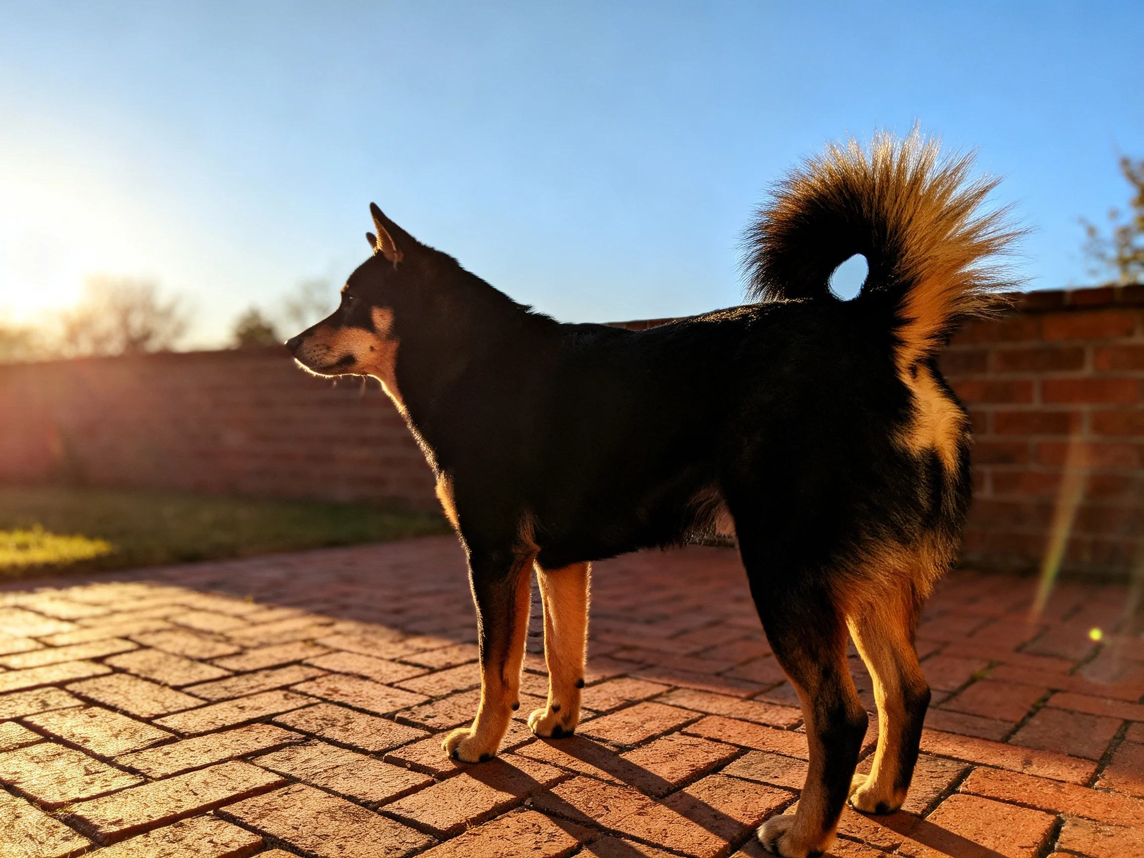A black and tan dog stands on a brick patio under warm evening light.