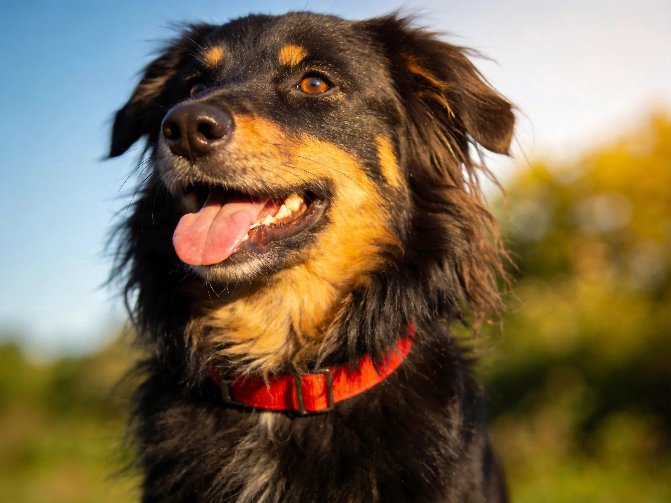 A black and tan dog with a red collar enjoys the outdoors.