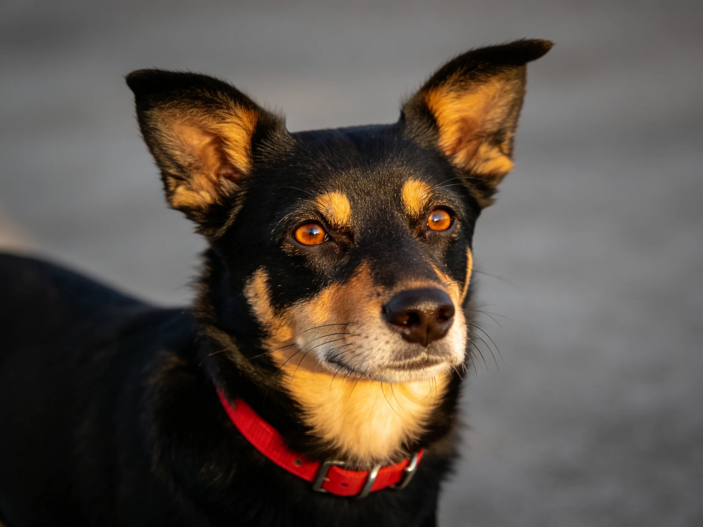 A black and tan dog with a red collar appears attentive