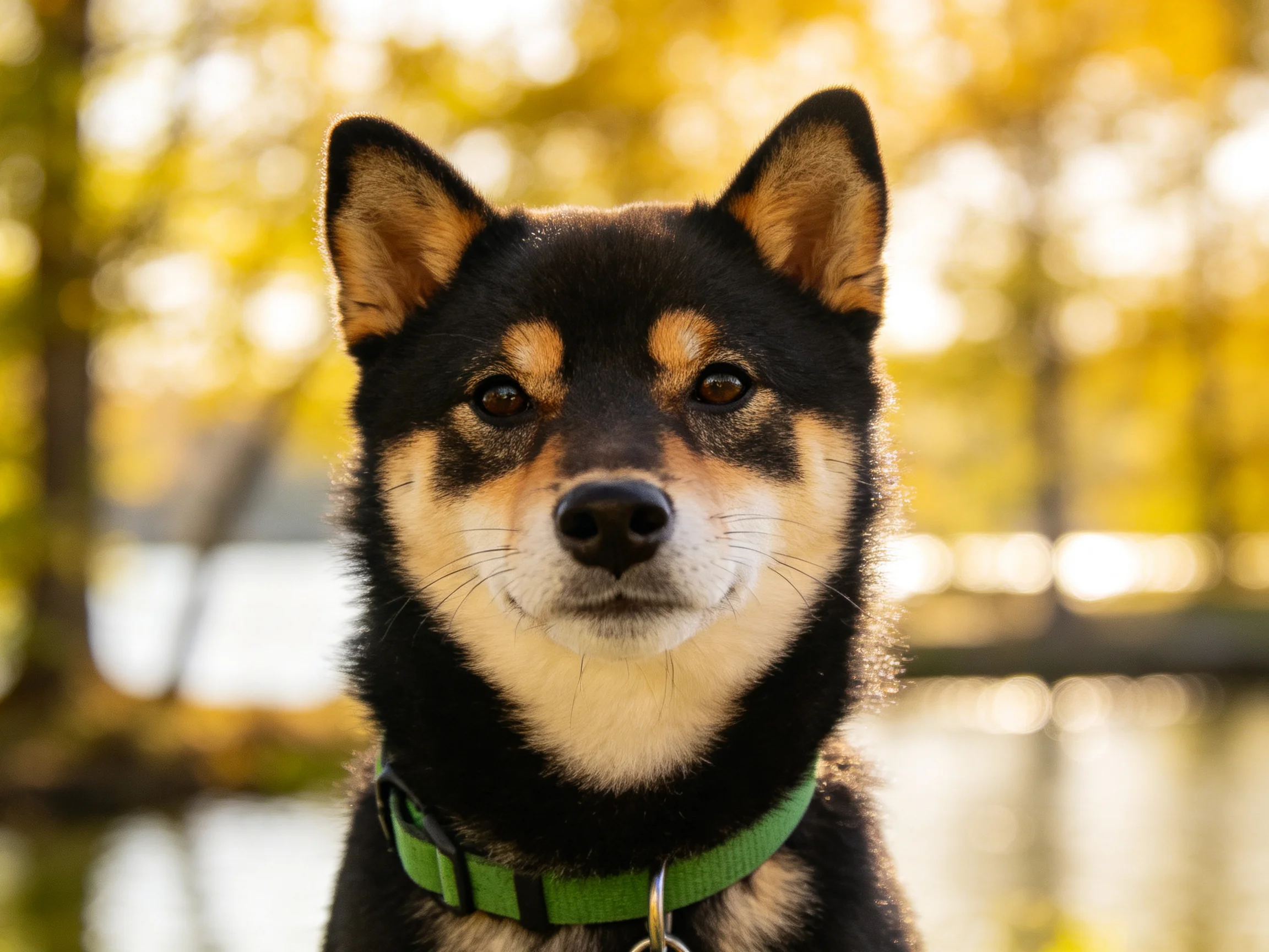 A black and tan dog with a green collar poses before golden trees.