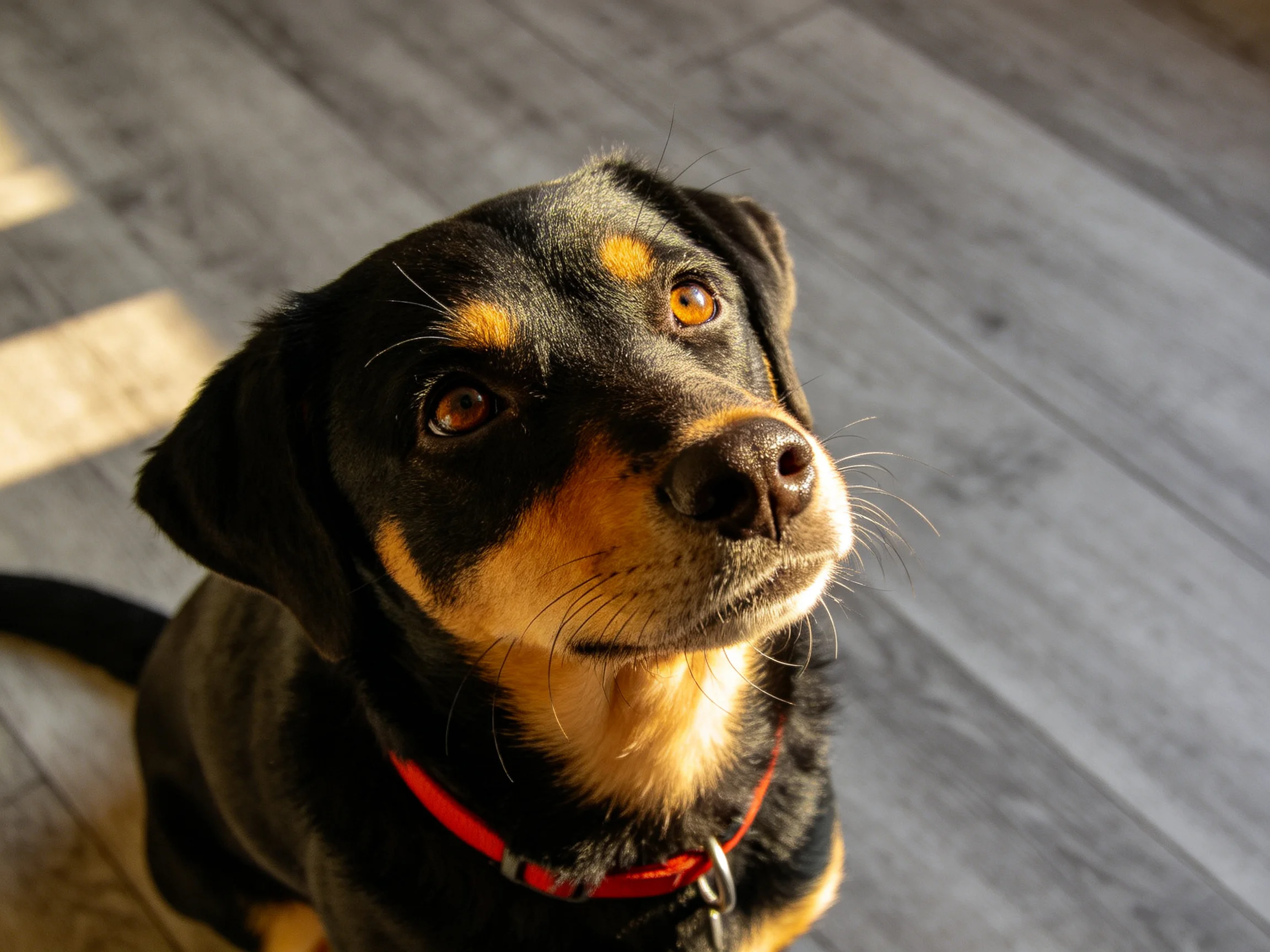 A black and tan dog with a red collar sits on a wooden floor