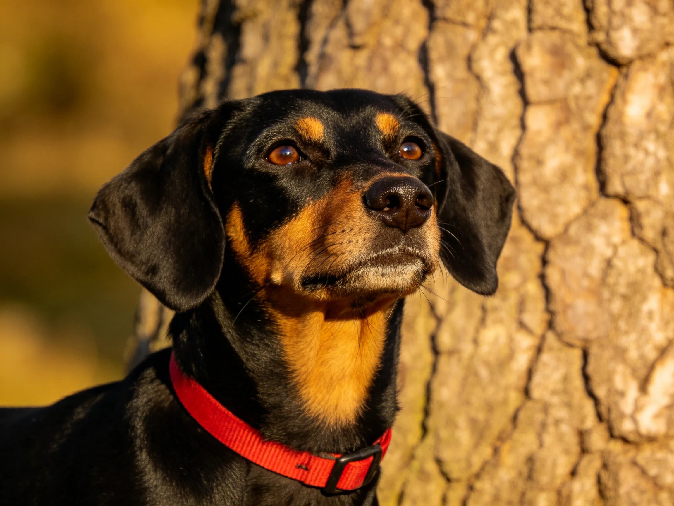 A black and tan dog with a red collar stands by a textured tree trunk