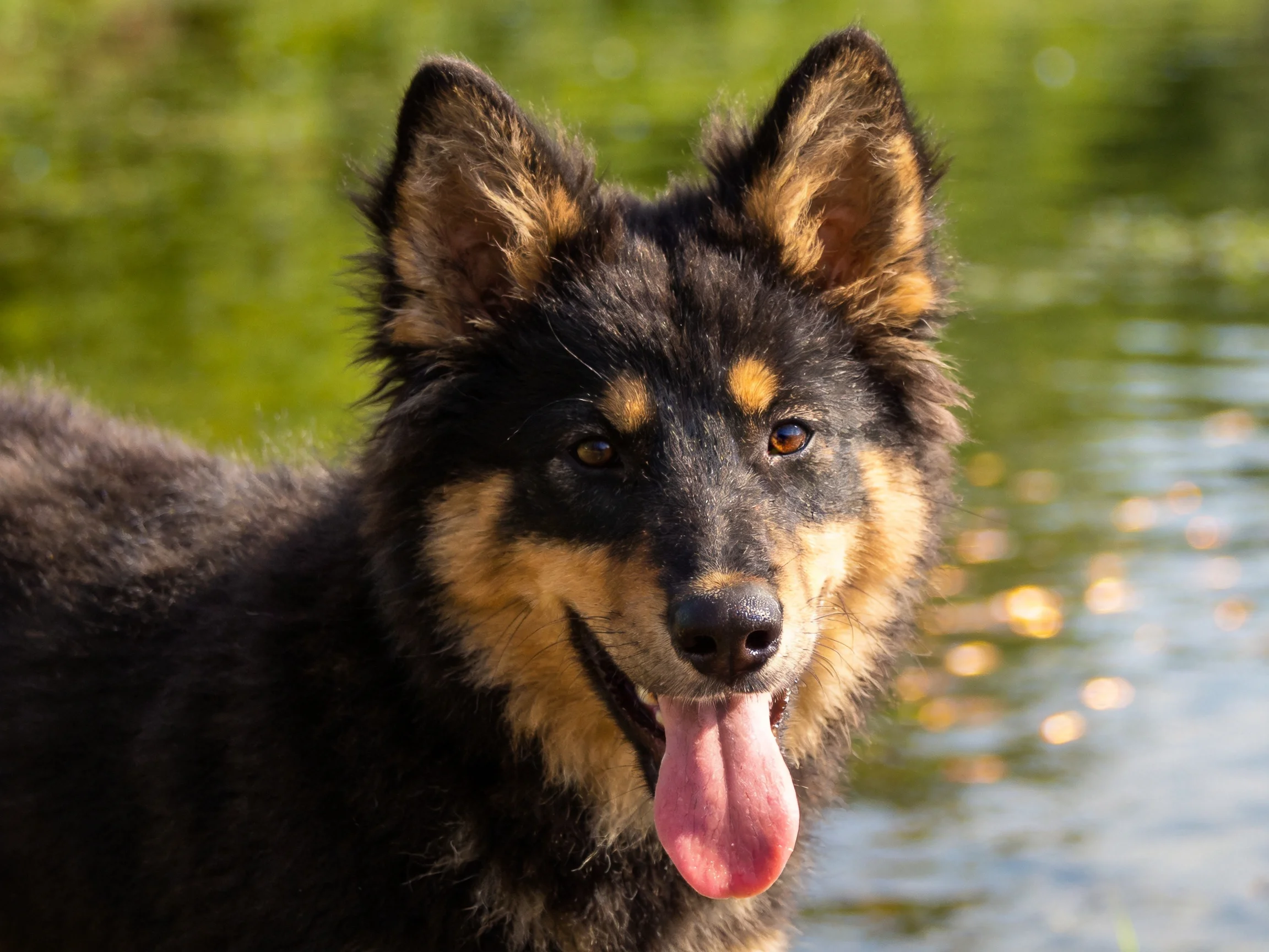 A black and tan dog with upright ears near calm waters