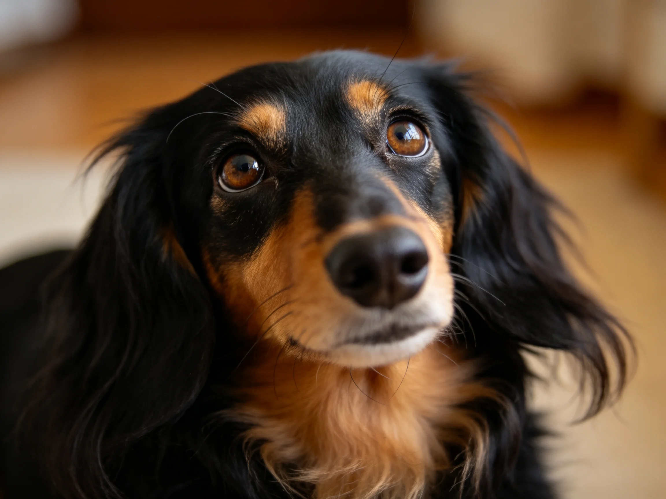 A black and tan long-haired dog gazes thoughtfully into the camera