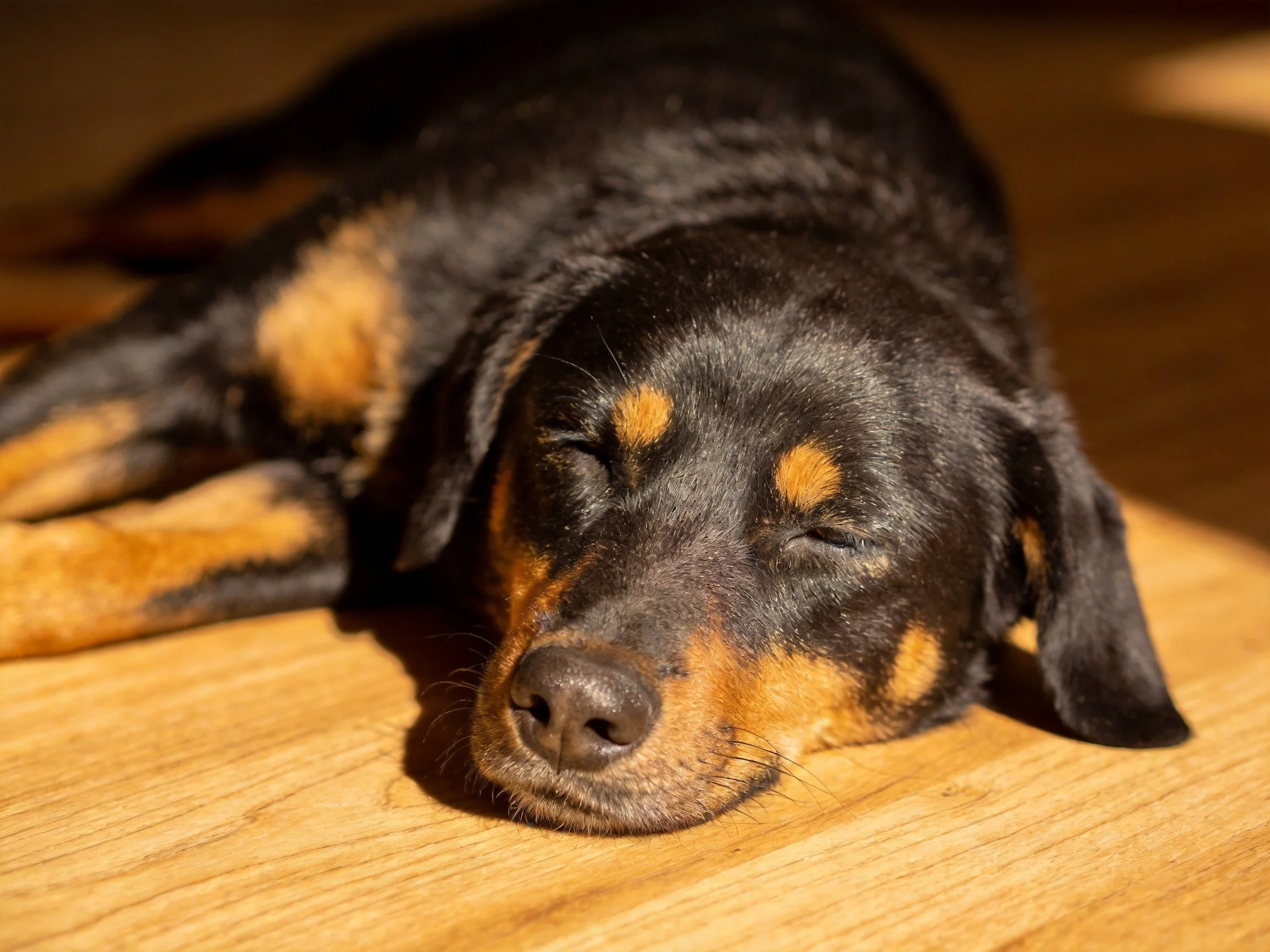 A black and tan puppy naps on a polished wooden floor