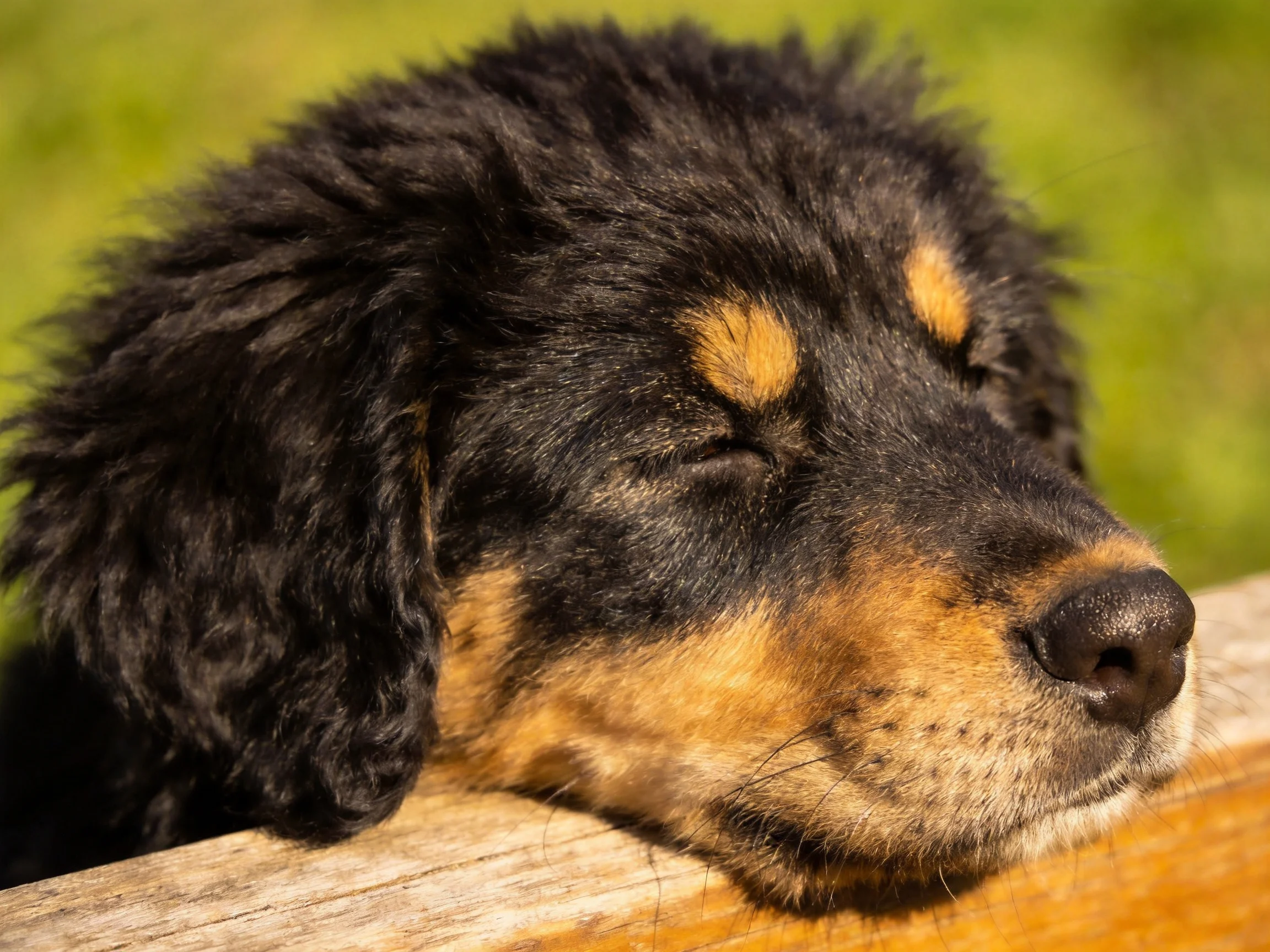 A black and tan puppy naps on a wooden fence with green surroundings