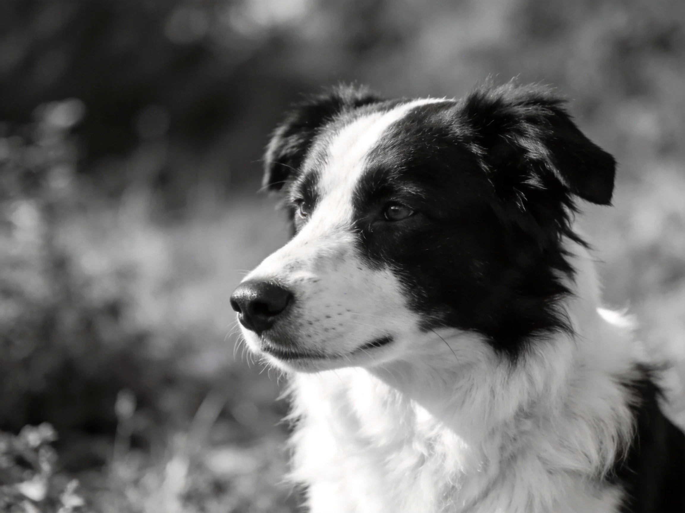 A black and white Border Collie focuses its gaze away from the camera in an outdoor environment.