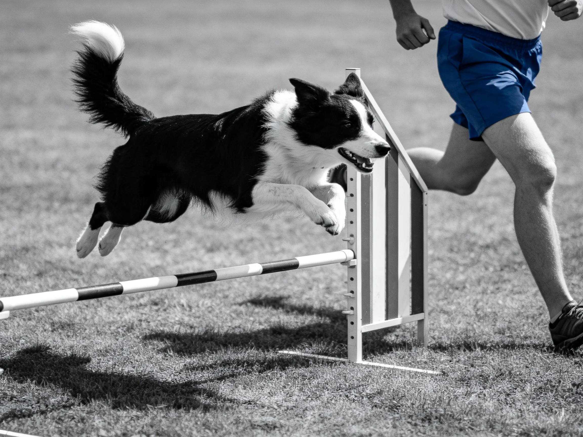A black and white dog jumps over an agility obstacle with a handler nearby