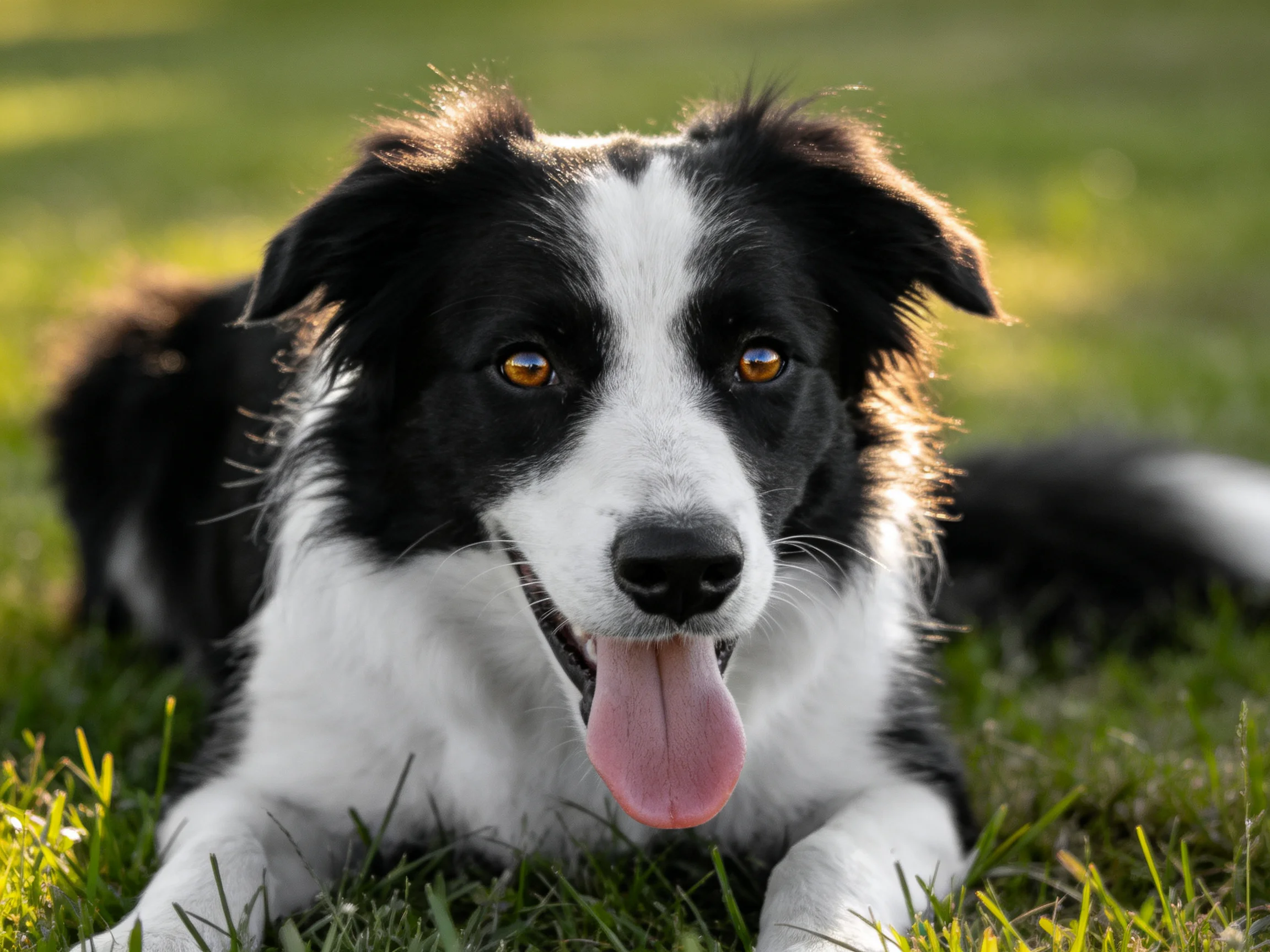 A black and white Border Collie relaxes on grass