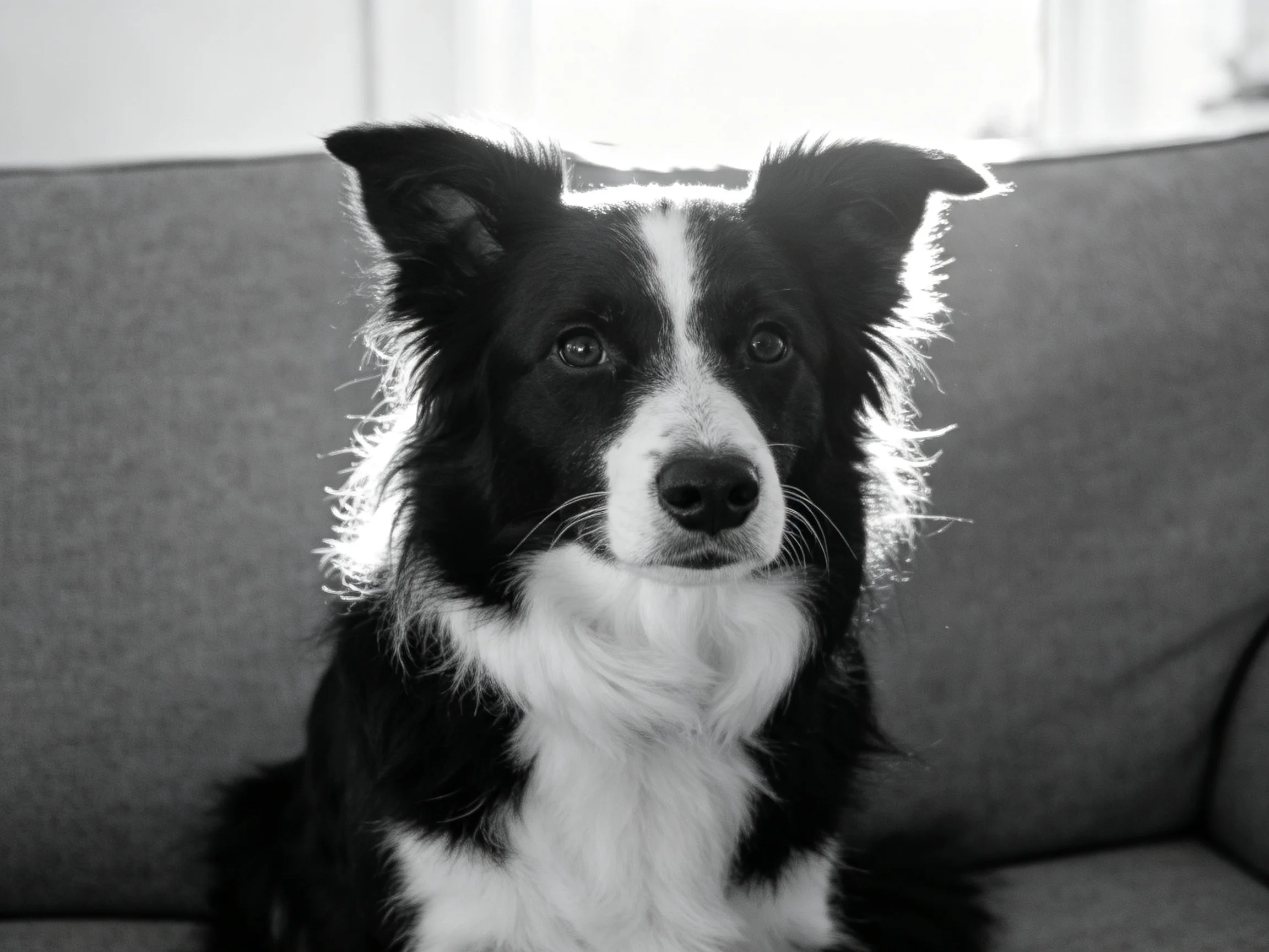 A black and white Border Collie sits calmly on a gray couch.