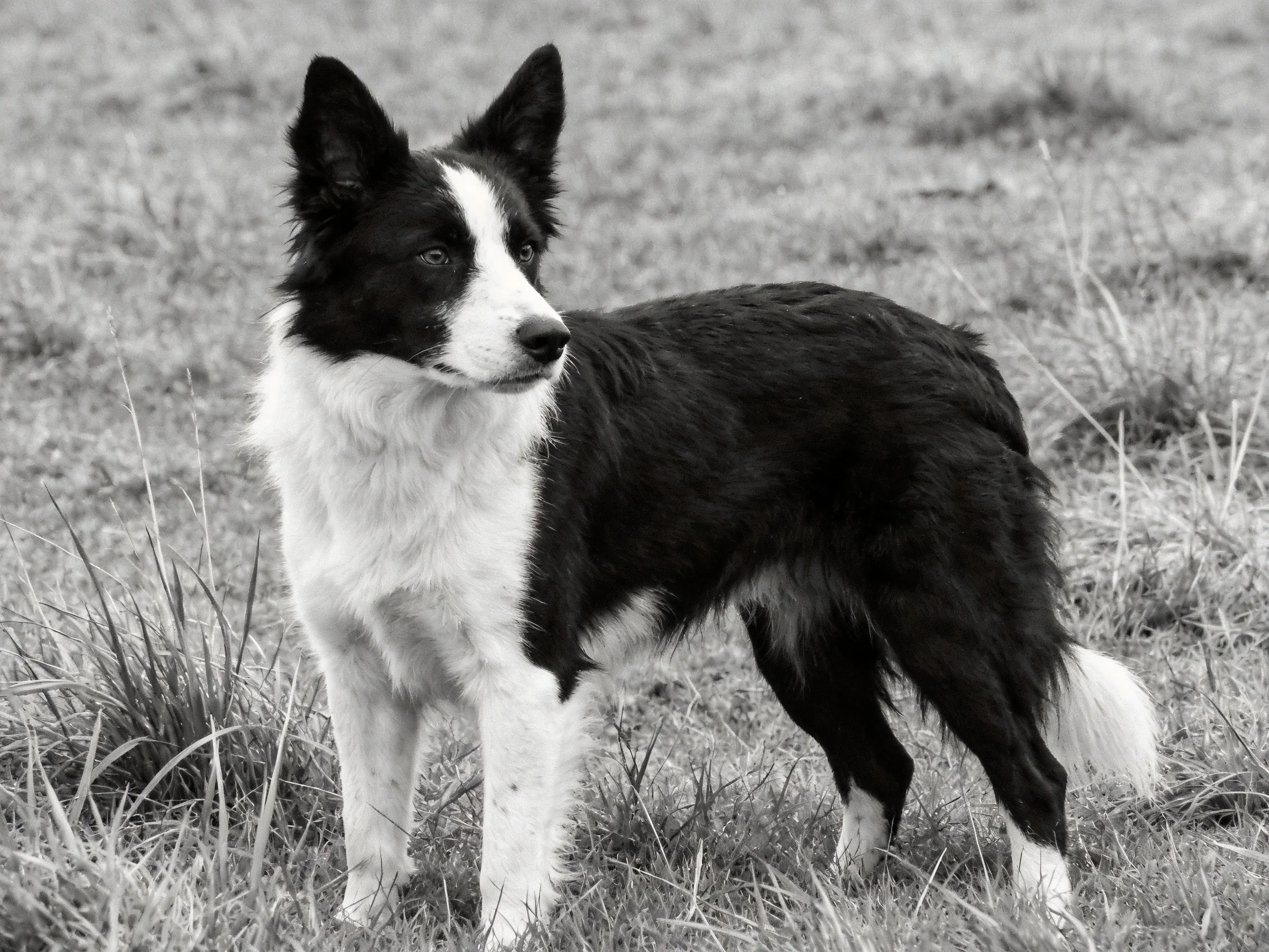 A black and white Border Collie stands alert in a grassy field.