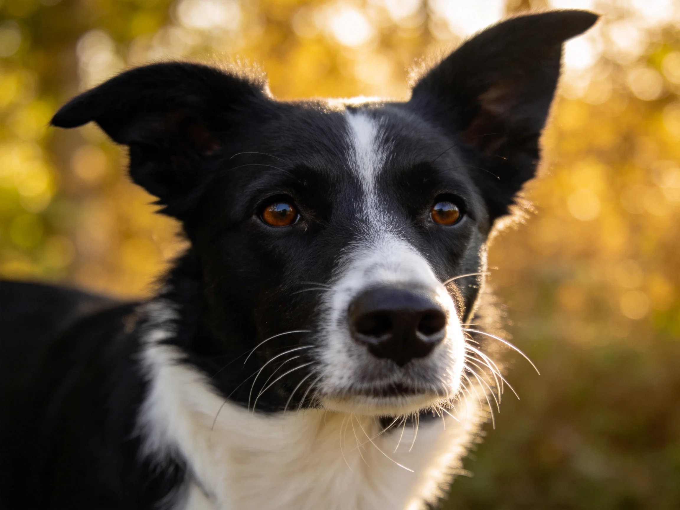 A close - up of a black and white Border Collie gazes intently outdoors.