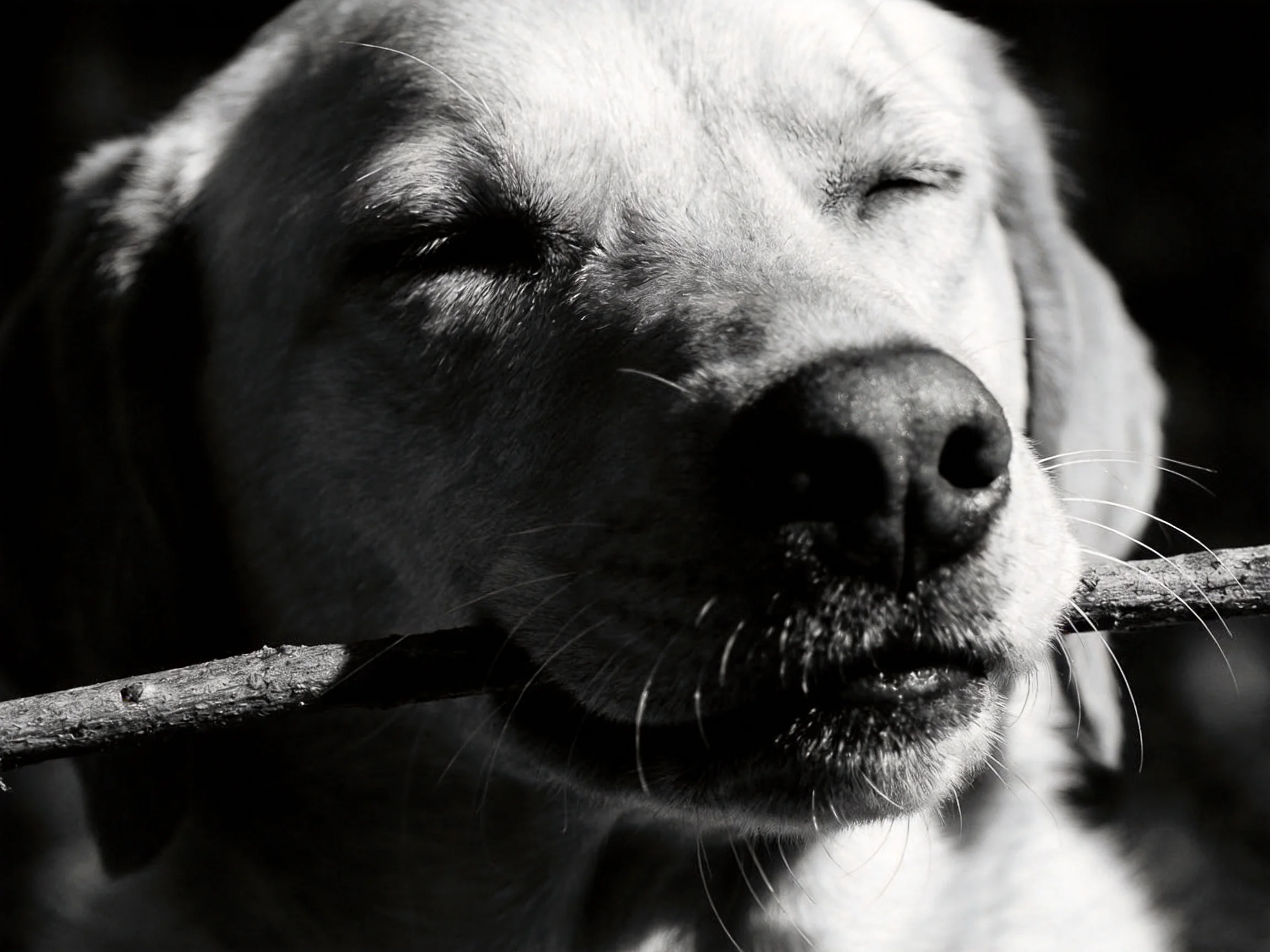 A dog holds a wooden stick in a high-contrast black-and-white photograph.