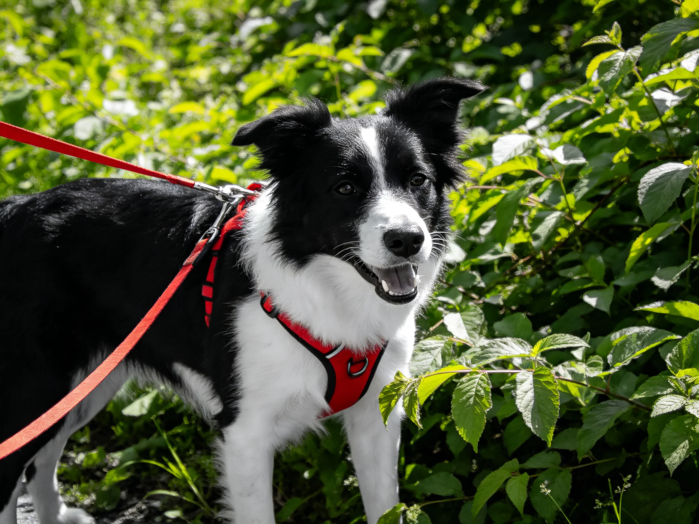 A black-and-white dog in a red harness amid lush green foliage