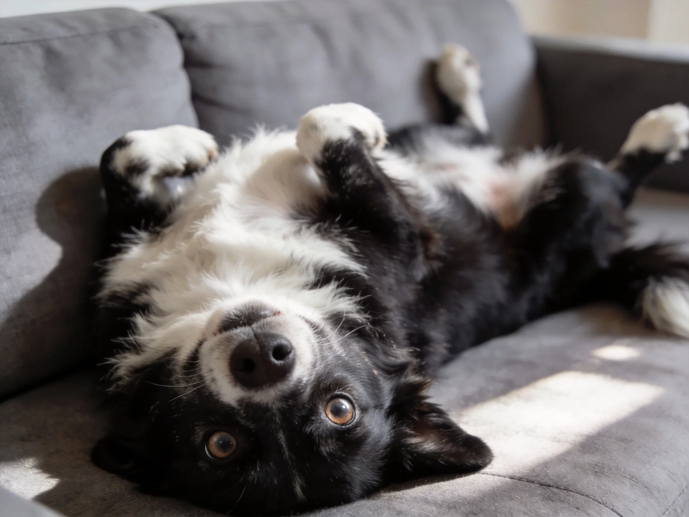 A black and white dog lies upside down on a gray couch